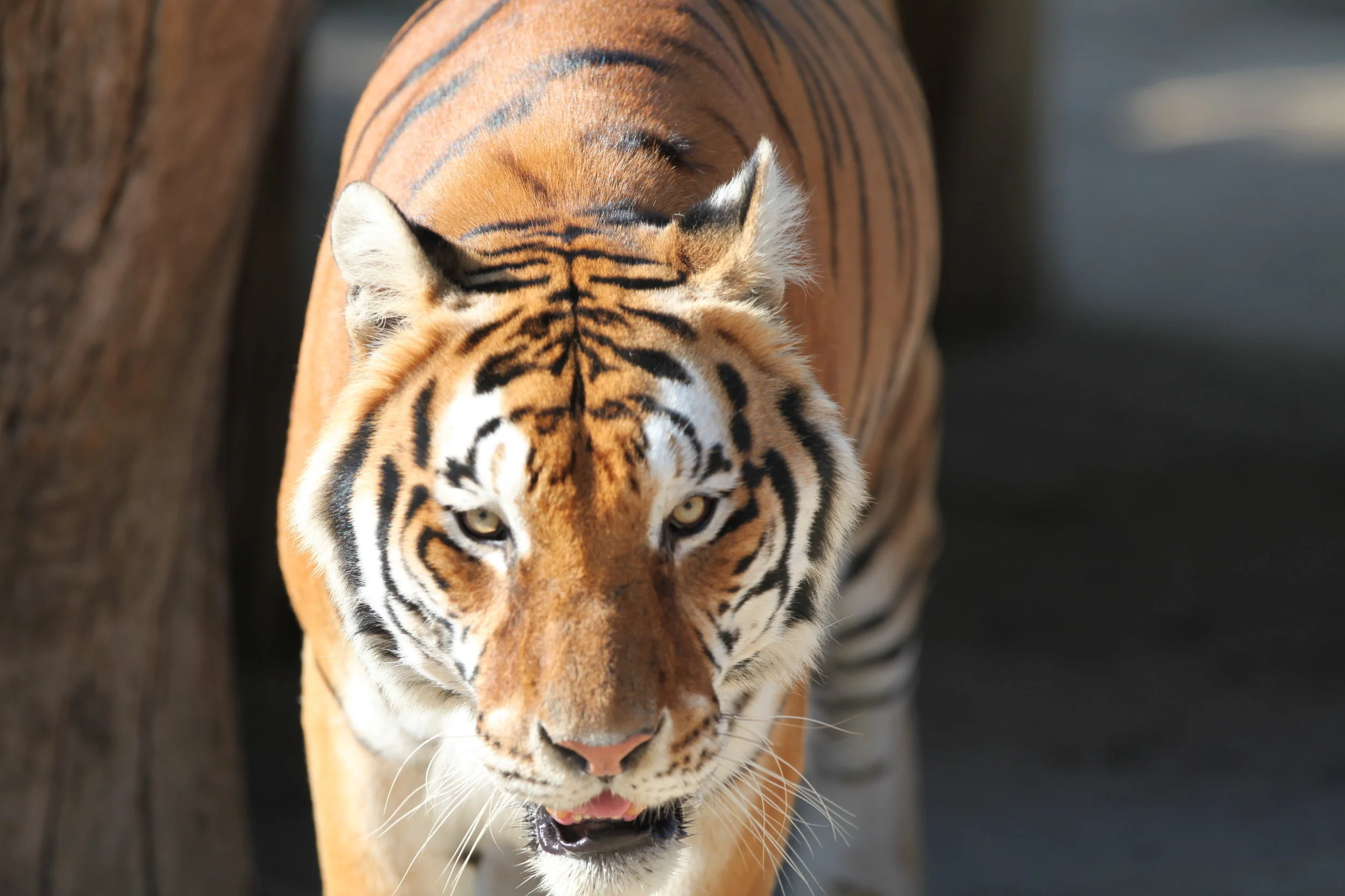 felines_9_20170922_1667028167-view=image&format=raw&type=orig&id=303.jpg