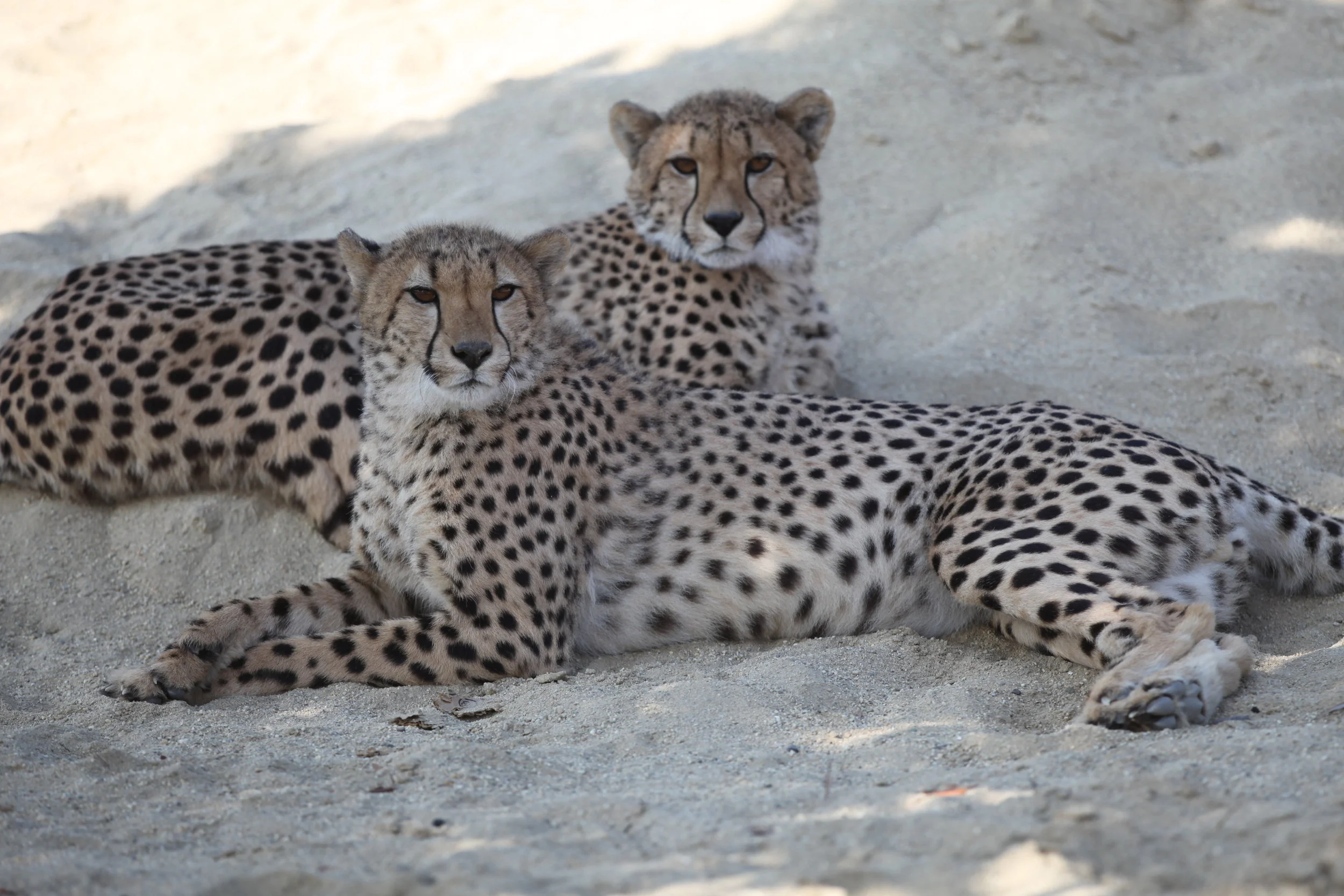 felines_10_20170922_1398378034-view=image&format=raw&type=orig&id=304.jpg