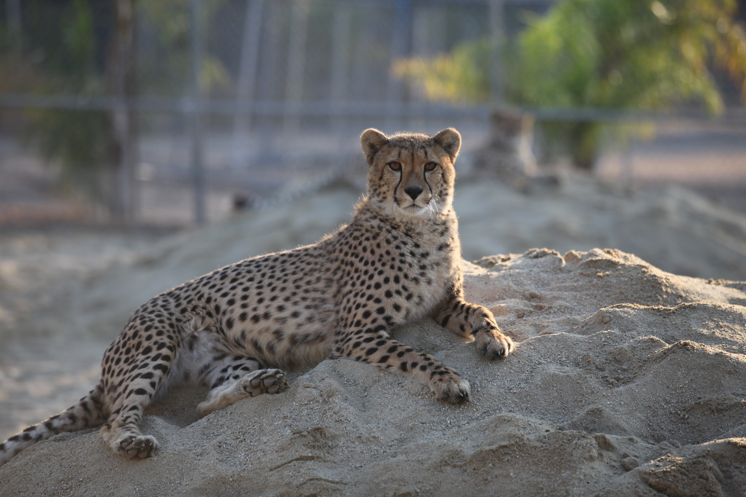 cheetah_1_20170915_1703319067-view=image&format=raw&type=orig&id=202.jpg