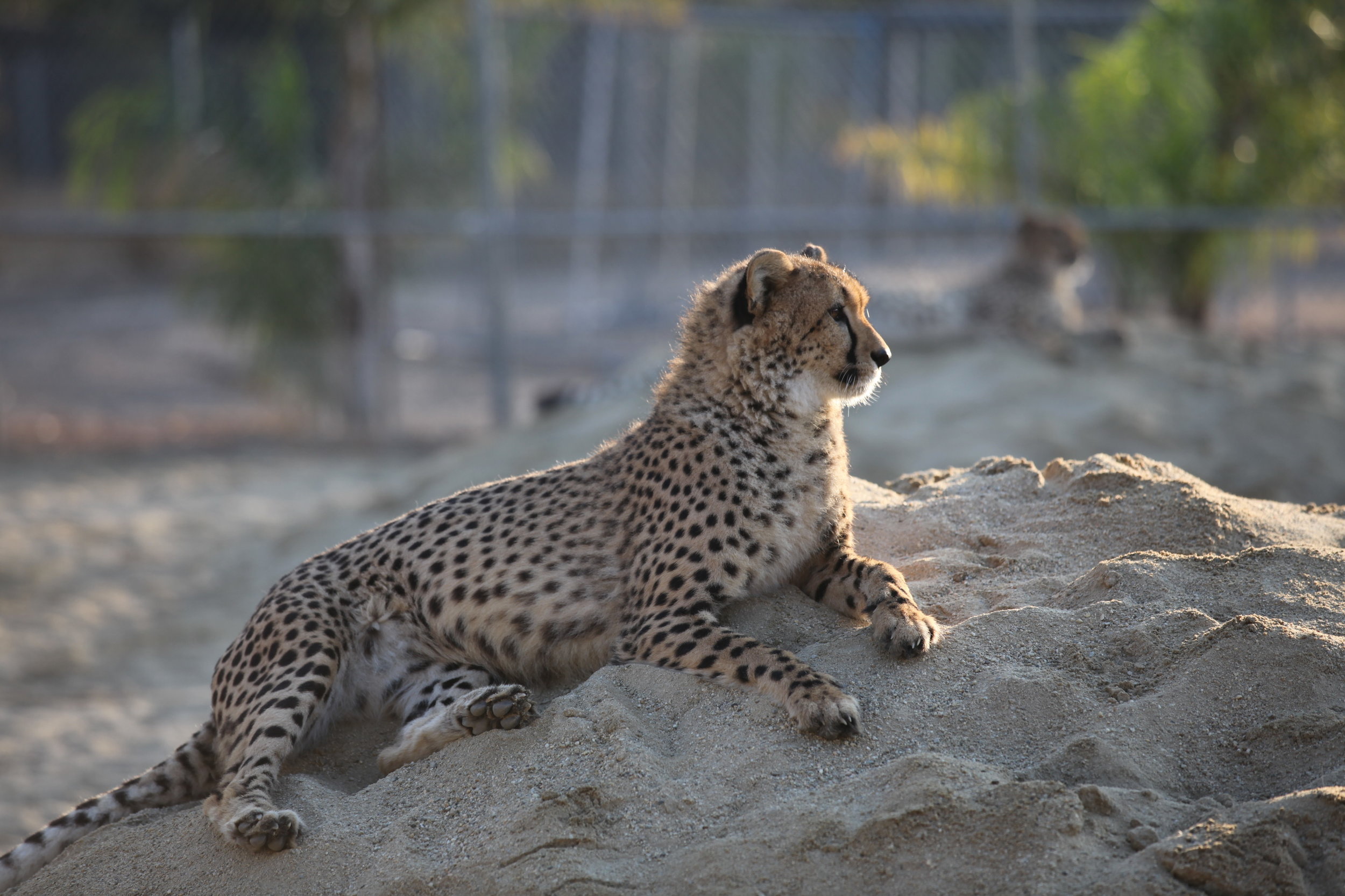 cheetah_2_20170915_1480580101-view=image&format=raw&type=orig&id=203.jpg