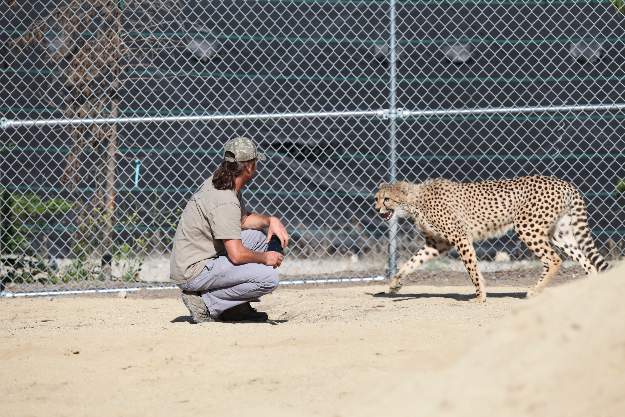 cheetah_3_20170915_1563069505-view=image&format=raw&type=orig&id=196.jpg