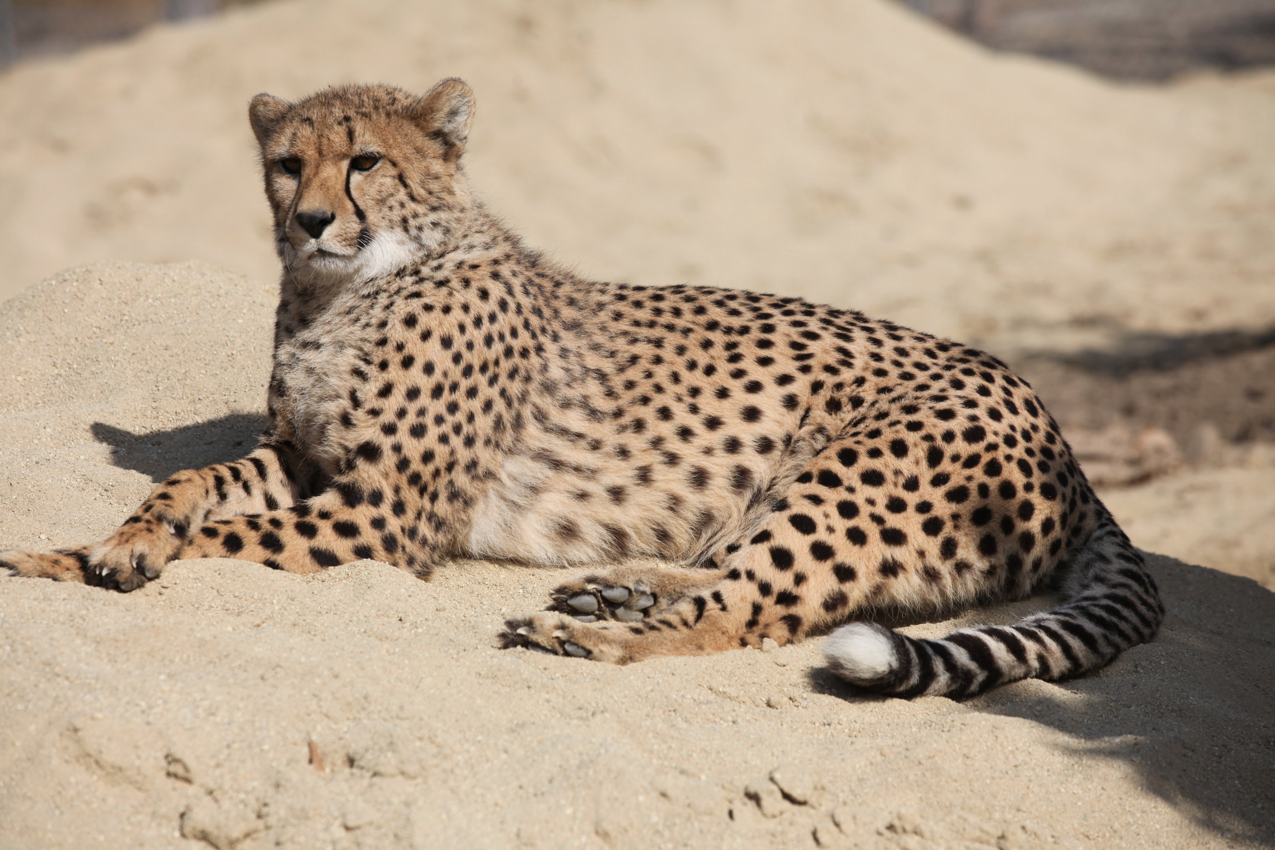 cheetah_5_20170915_1044759164-view=image&format=raw&type=orig&id=206.jpg