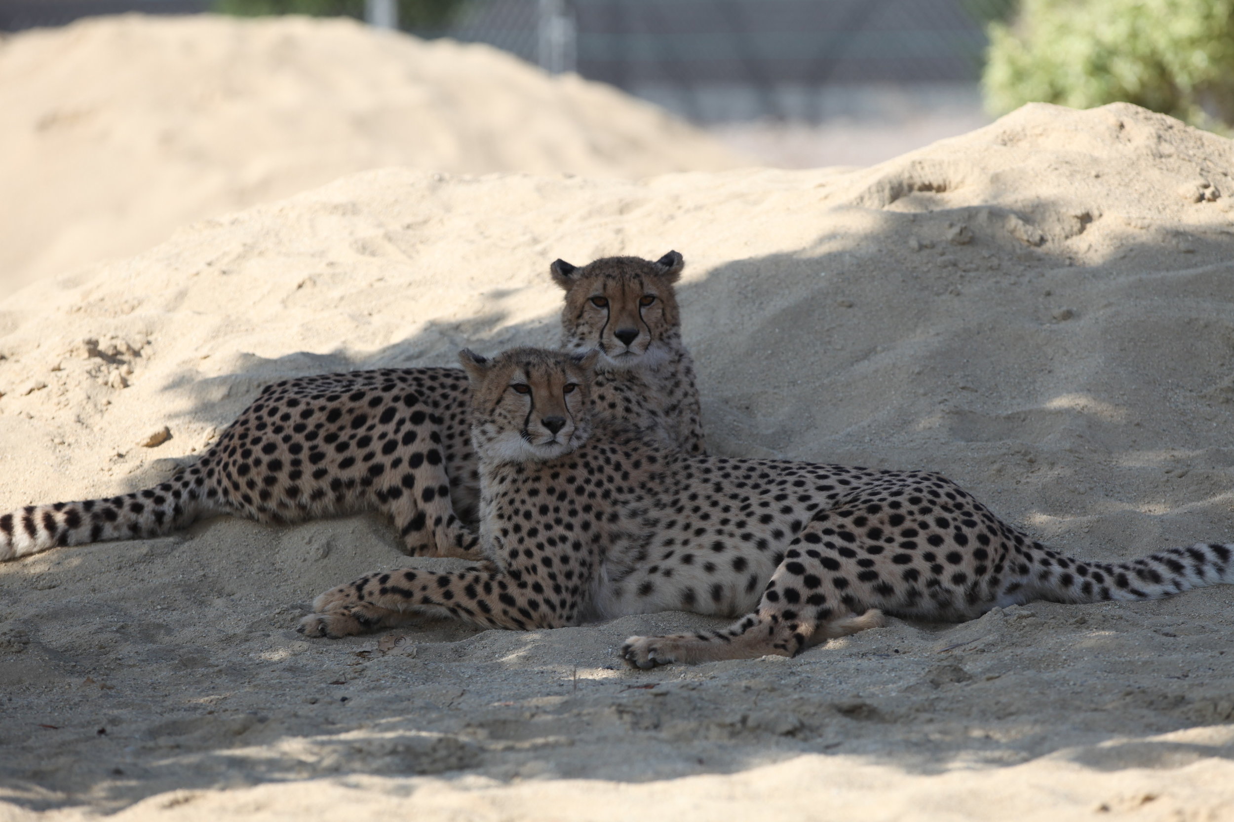 cheetah_6_20170915_1962688302-view=image&format=raw&type=orig&id=199.jpg