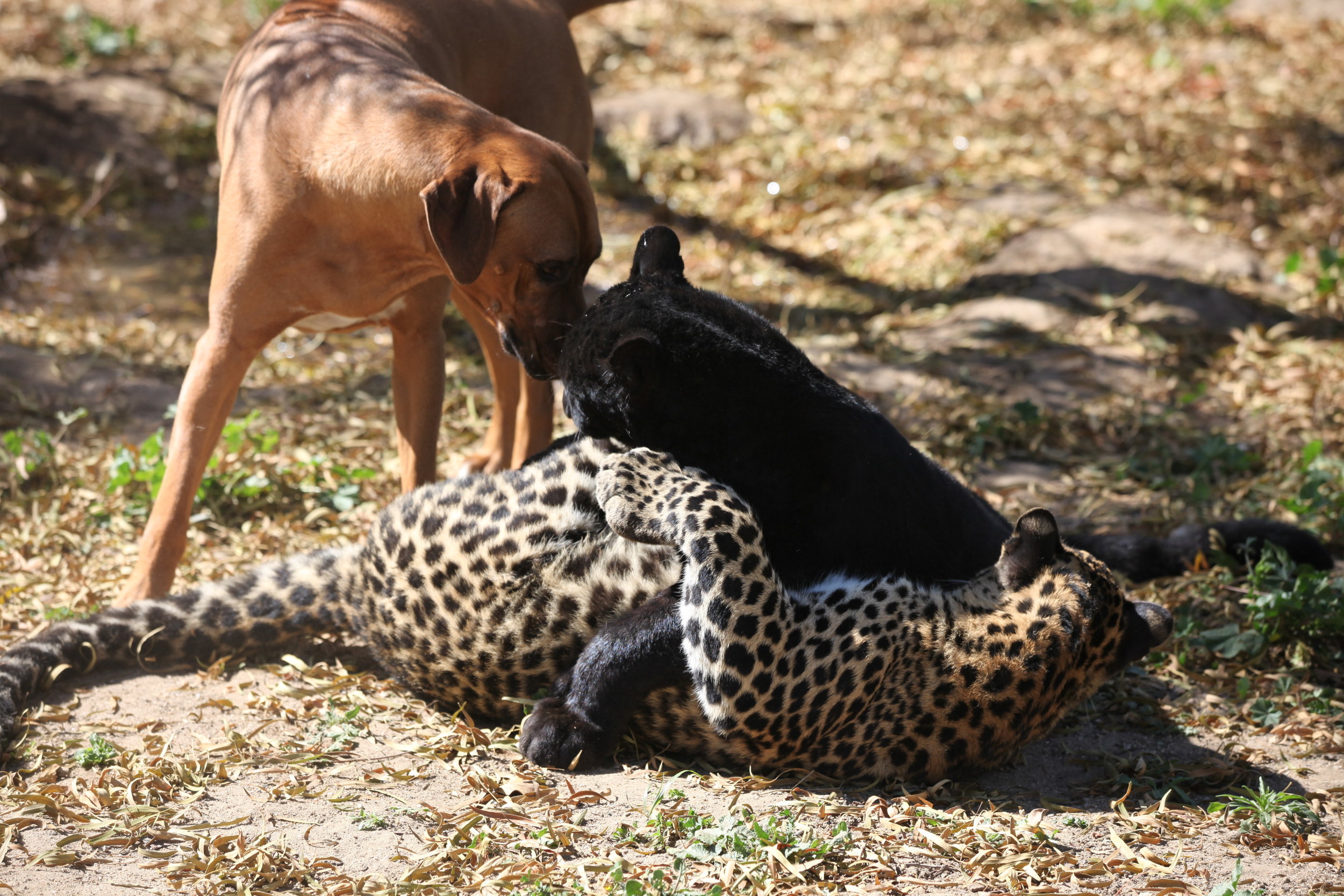 enrichment_20_20170908_1138990542.jpg