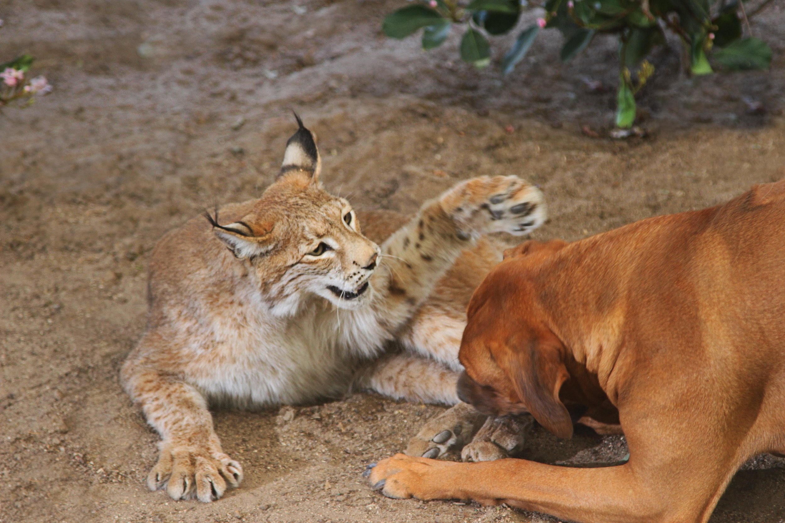 enrichment_19_20170908_1295337676.jpg