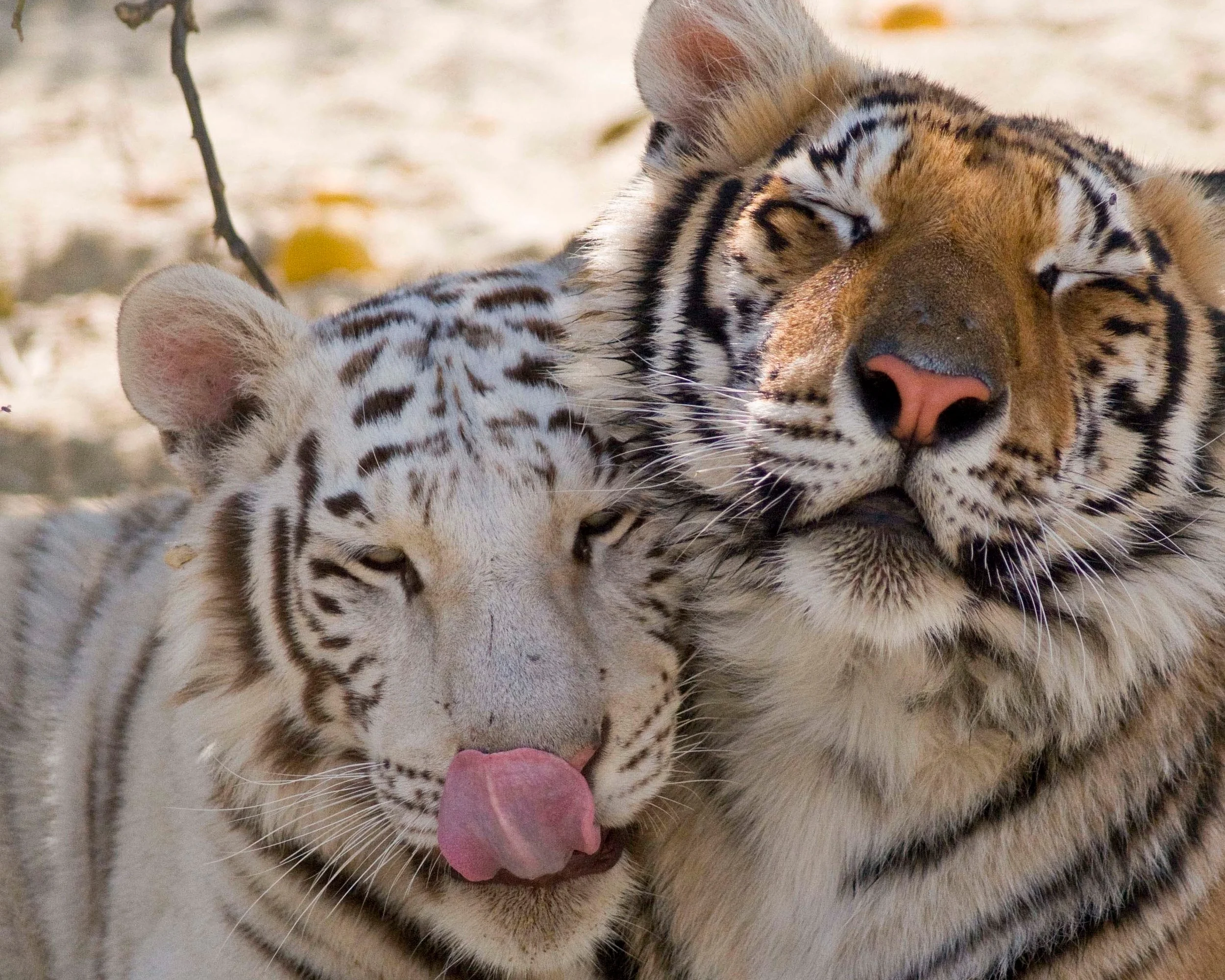 tiger_3_20170922_1956765789-view=image&format=raw&type=orig&id=278.jpg