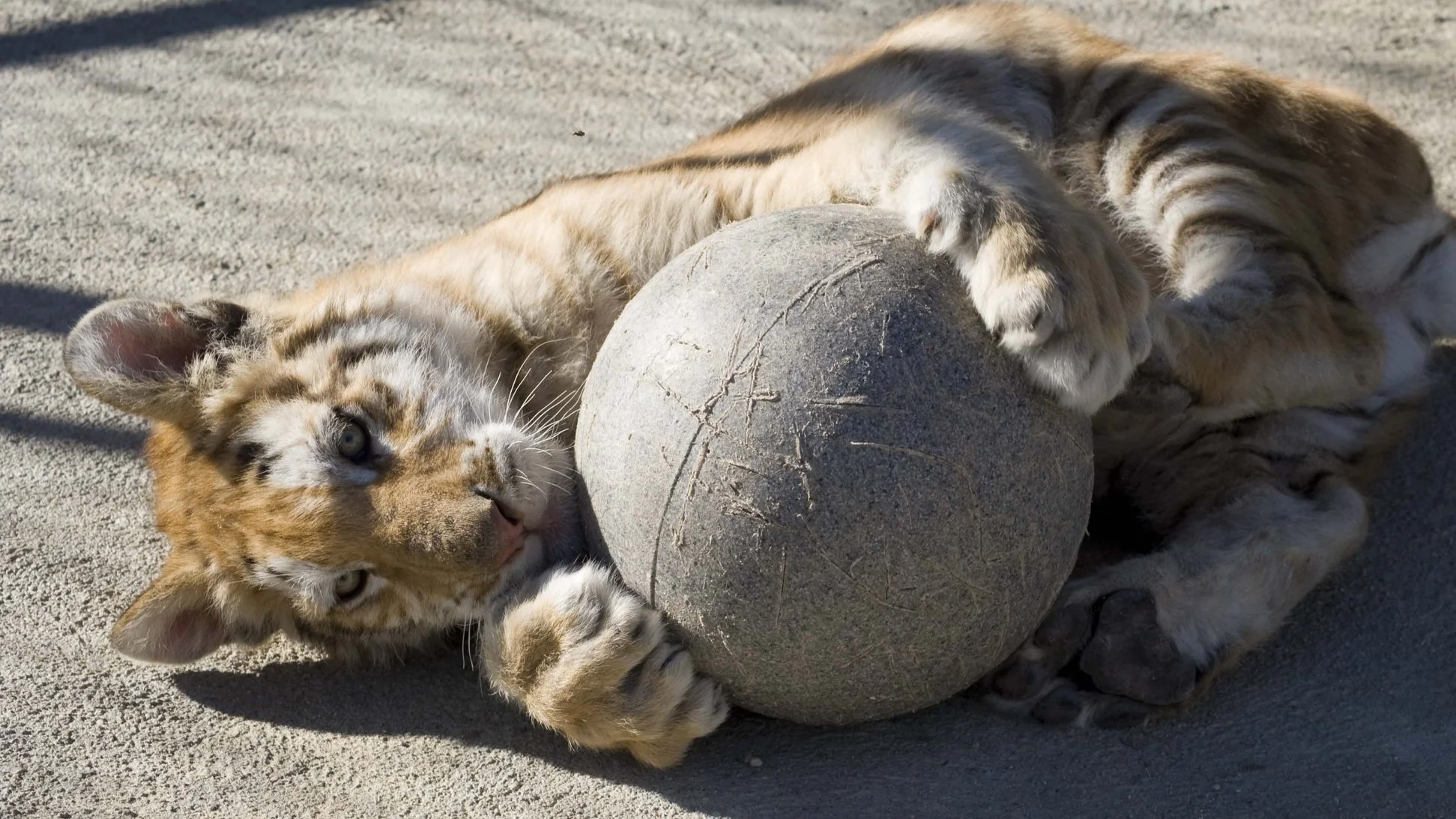 tiger_6_20170922_1367927836-view=image&format=raw&type=orig&id=281.jpg