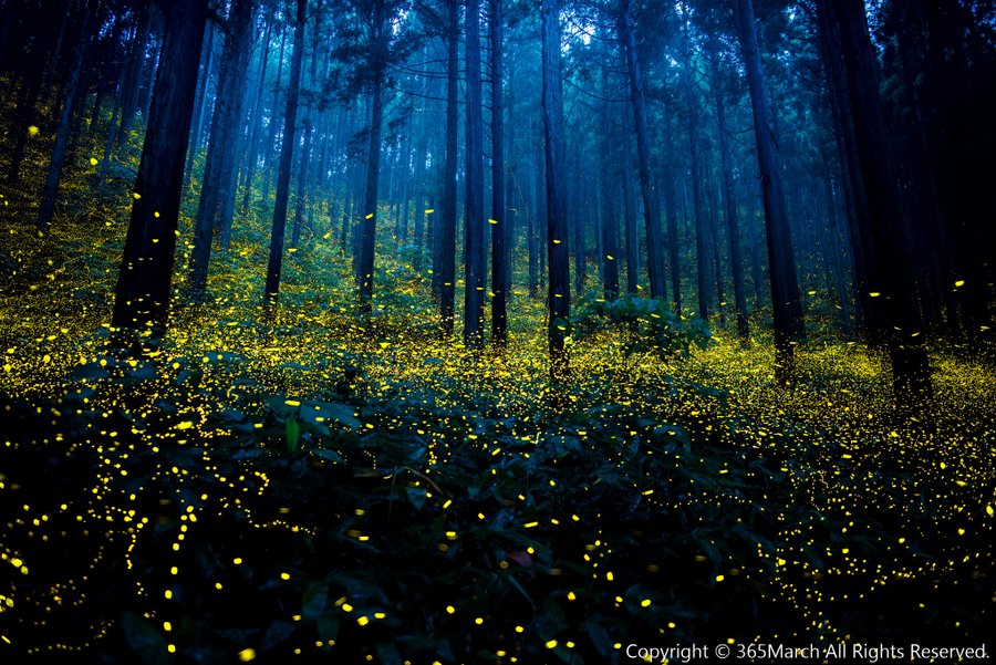 The Enchanted Forest Fireflies Create A Magical Light Show In Japan Wonders Wonders