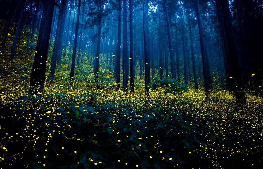 The Enchanted Forest: Fireflies Create A Magical Light Show In Japan
