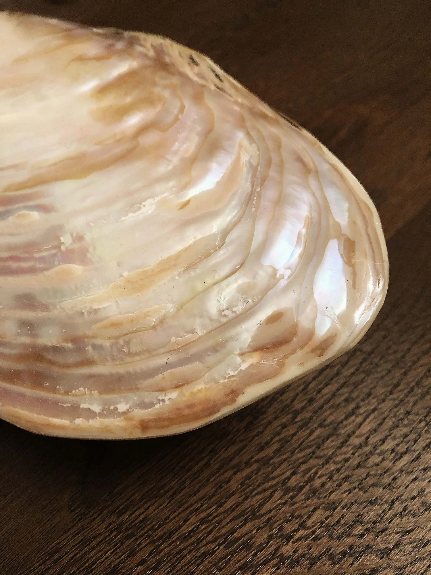 seashell-closeup.jpg