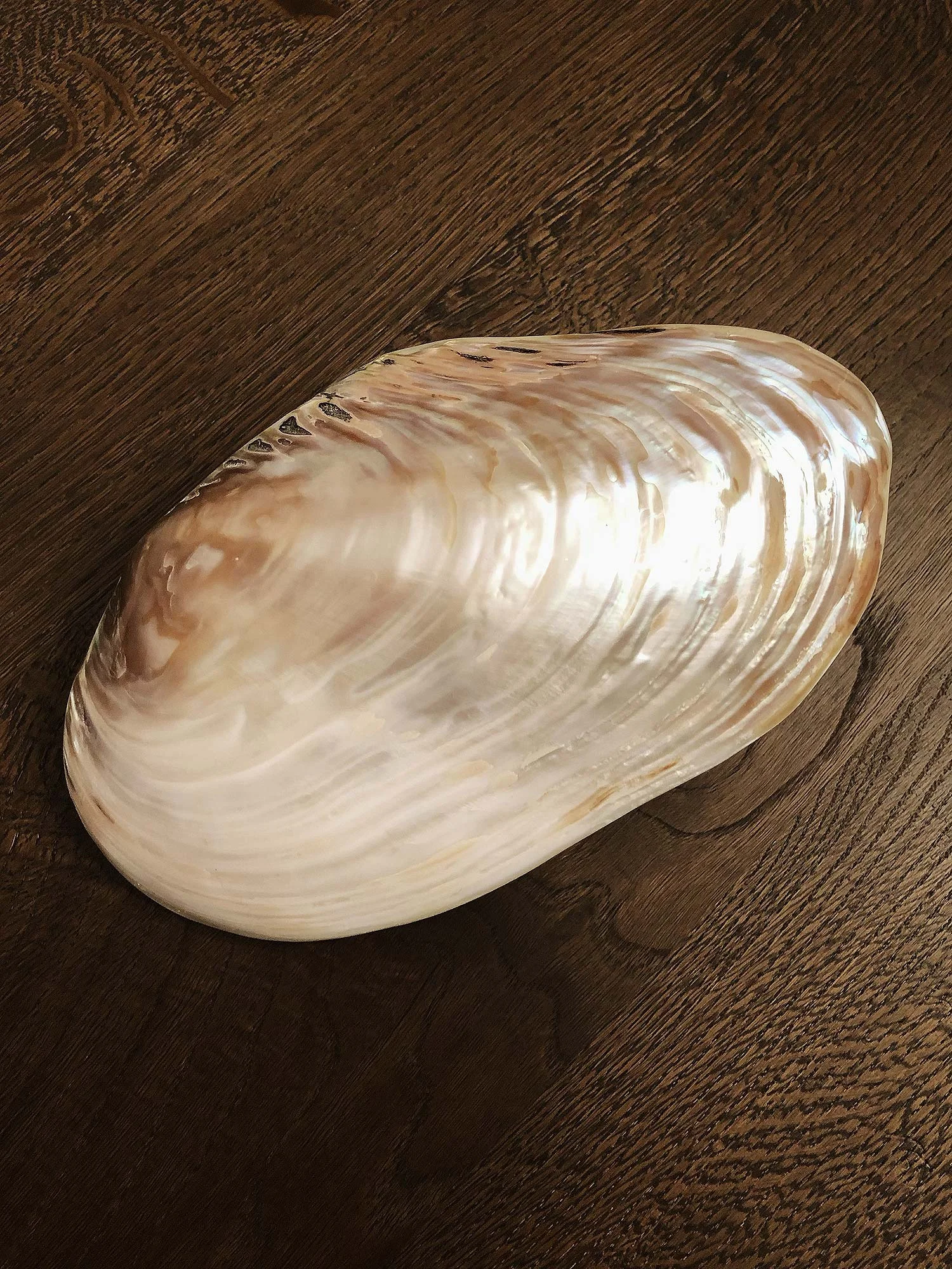 seashell-top.jpg