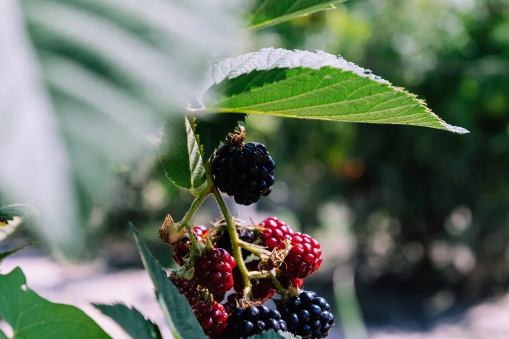 blackberries.jpg