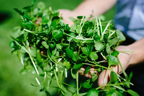 watercress_hands.jpg