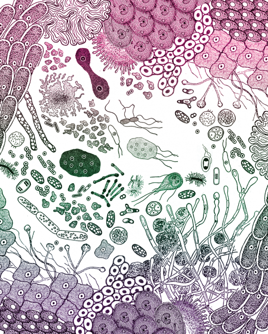 GUT FLORA
