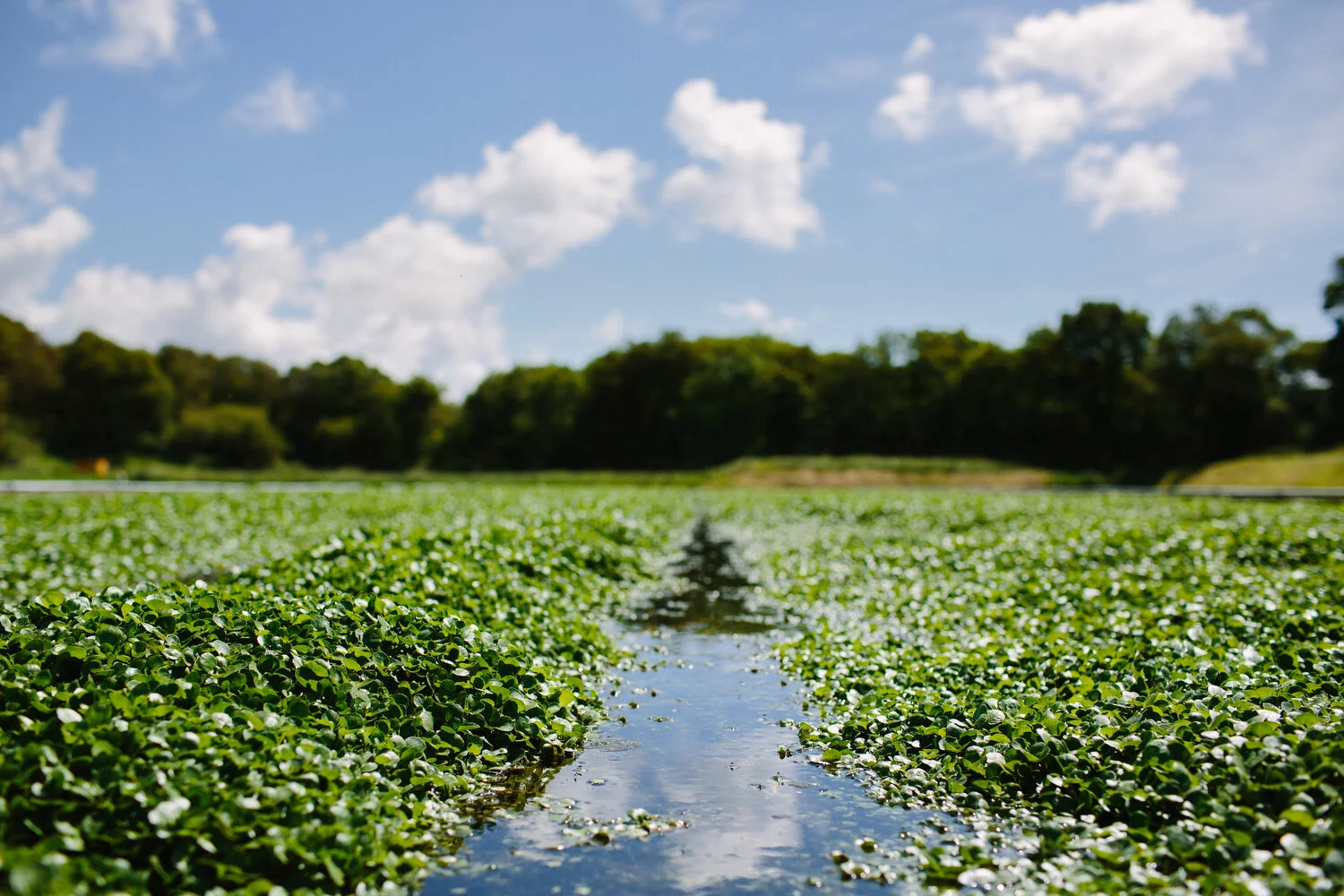 WHY WATERCRESS IS THE ORIGINAL SUPERFOOD
