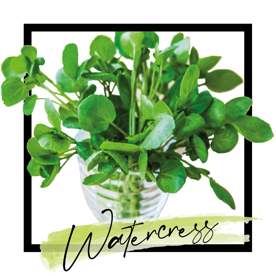 Cress Seeds - Watercress