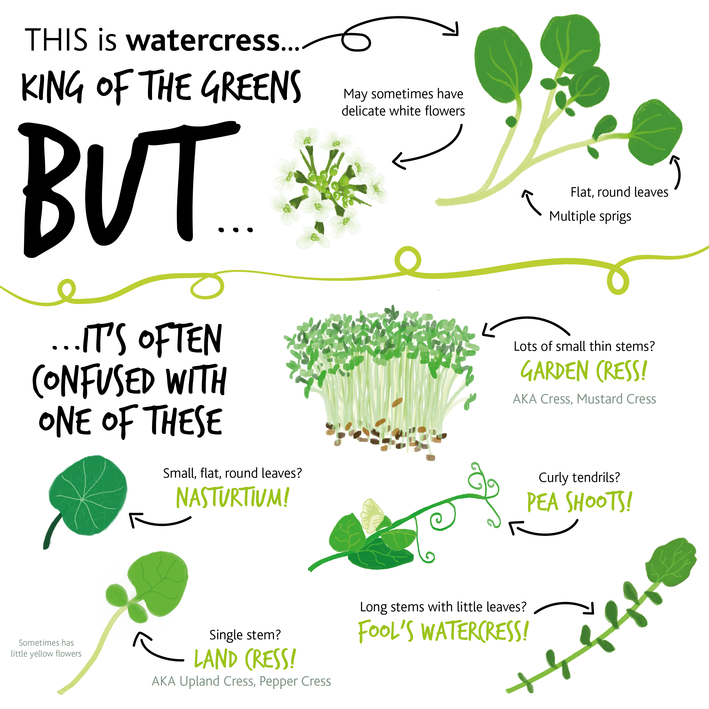 Why many different plant seedlings look like salad cress