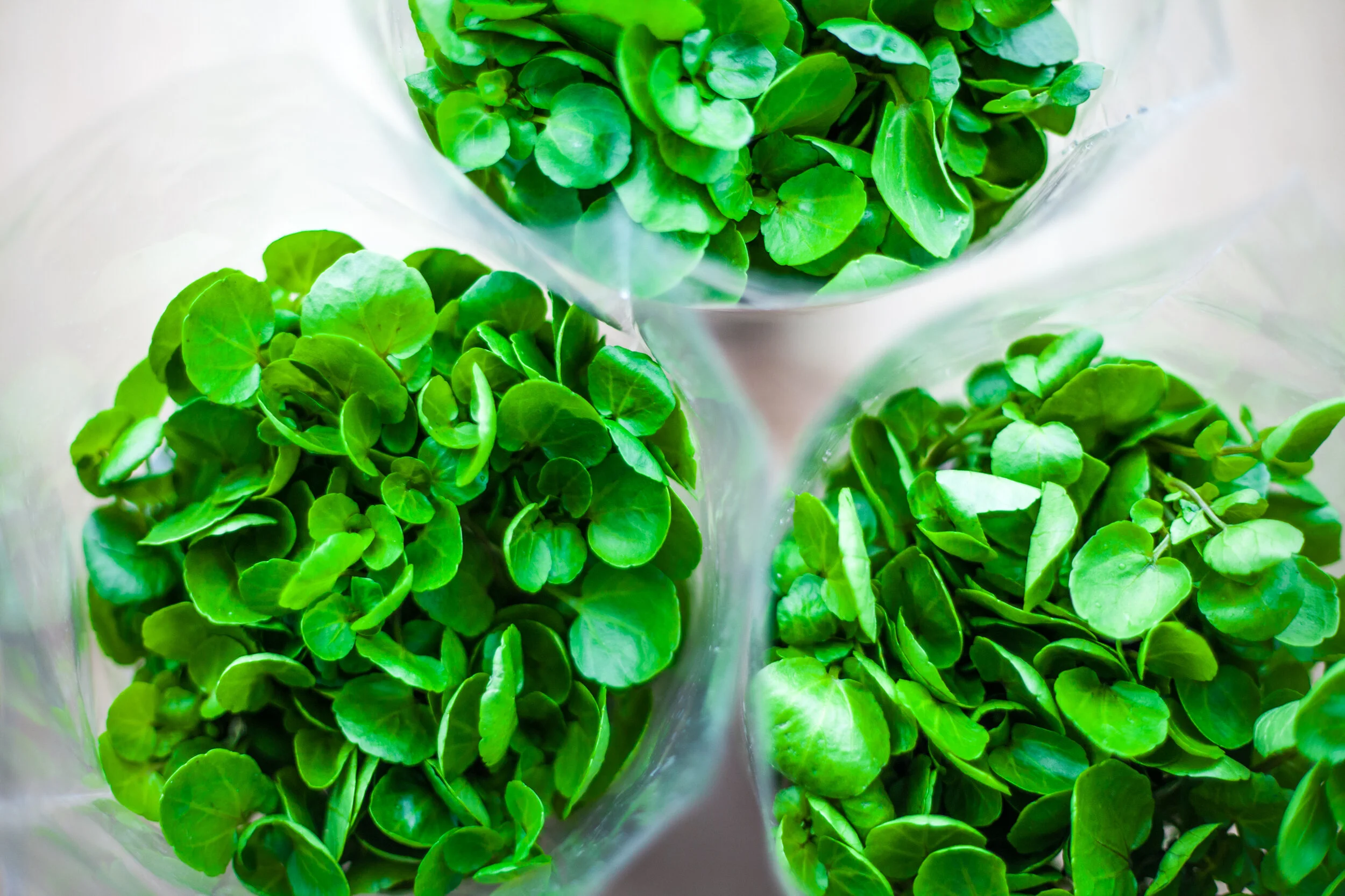What Is Watercress Watercress Health Recipes More