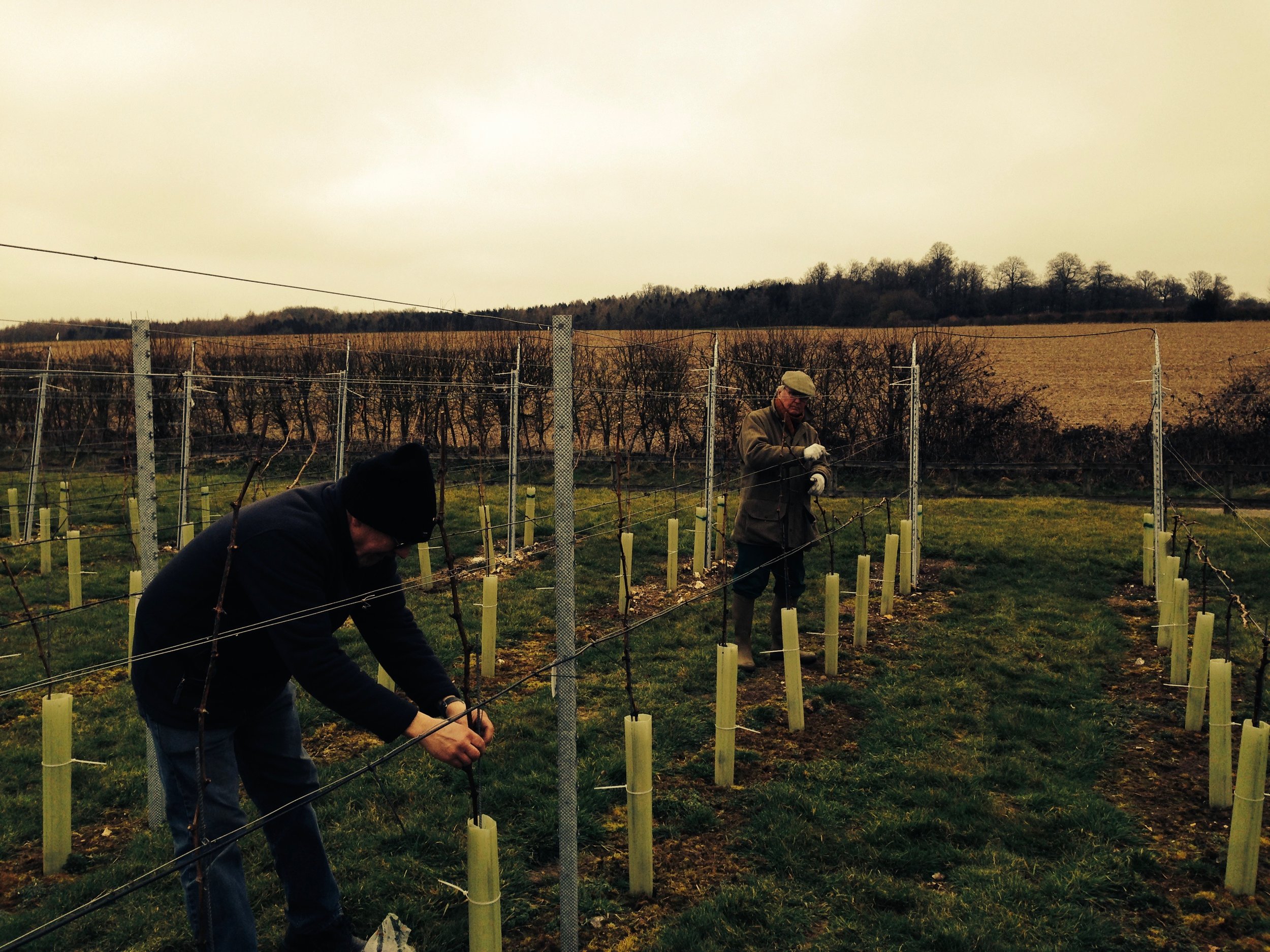 Winter pruning in January