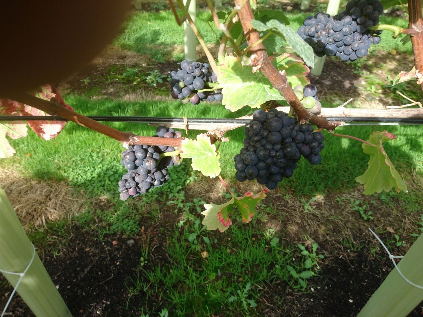 Véraison in the Pinot in September