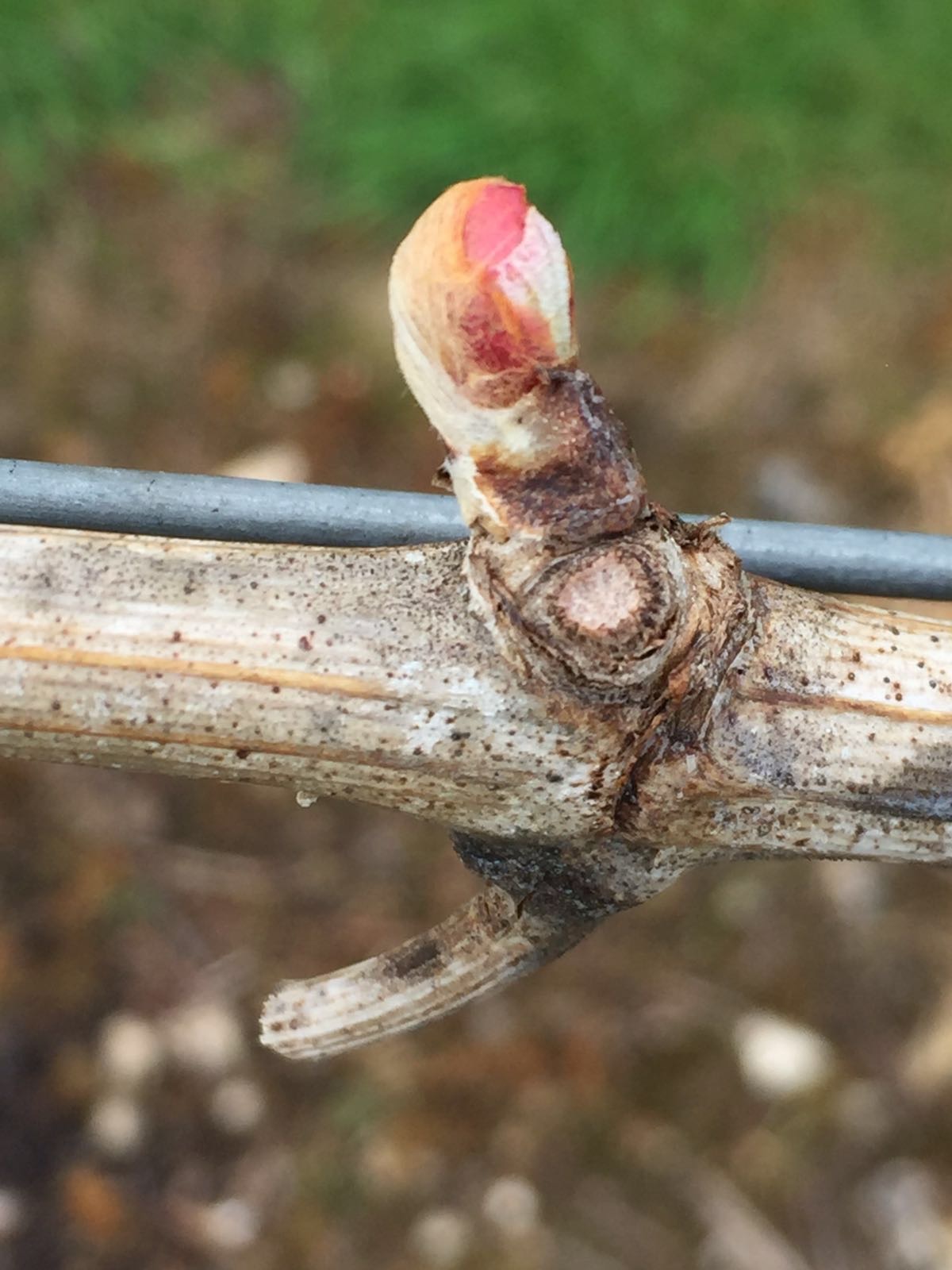 Bud burst in April