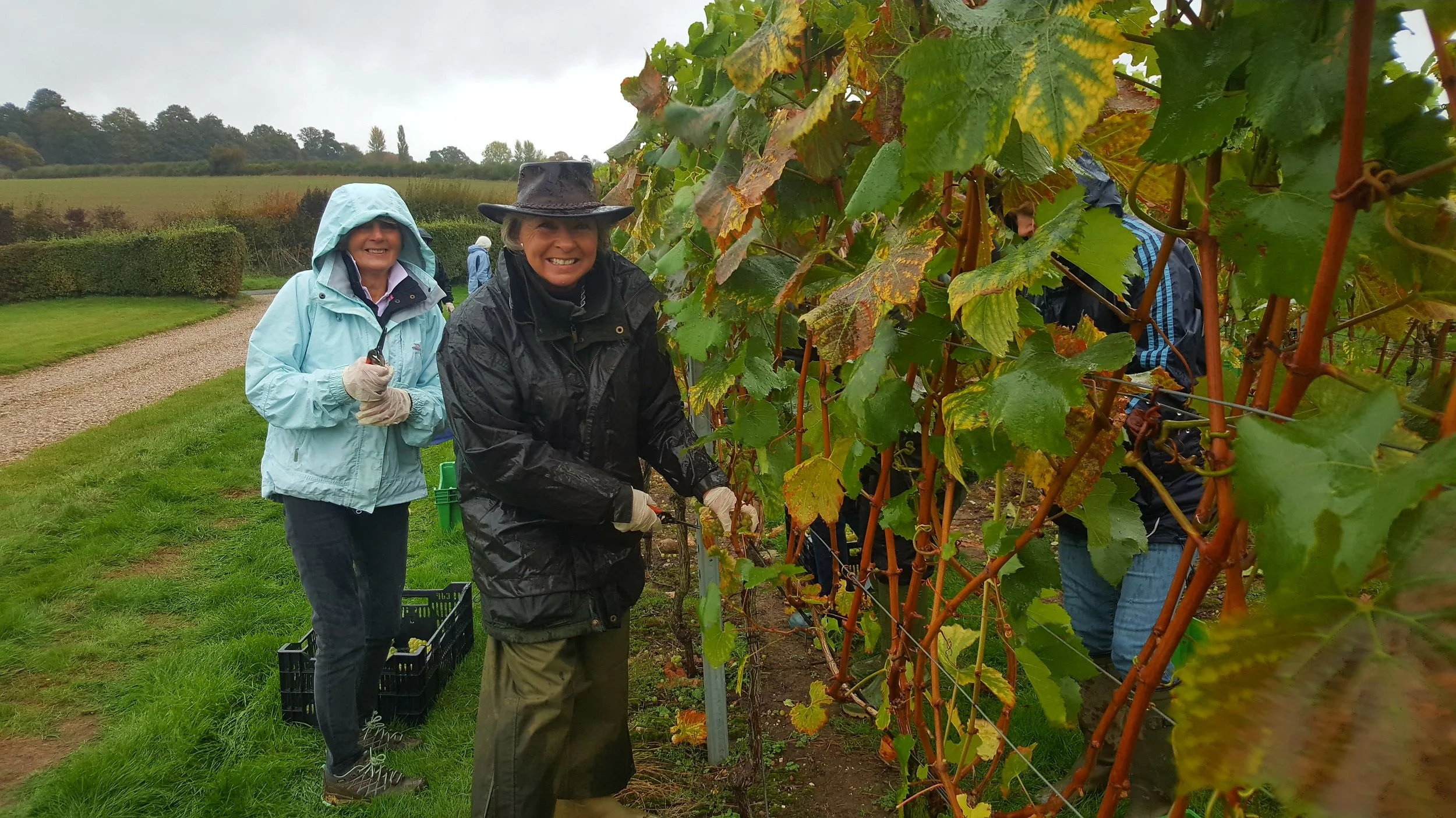 Our hardy pickers defy the wind and the rain to gather in our Chardonnay grapes.