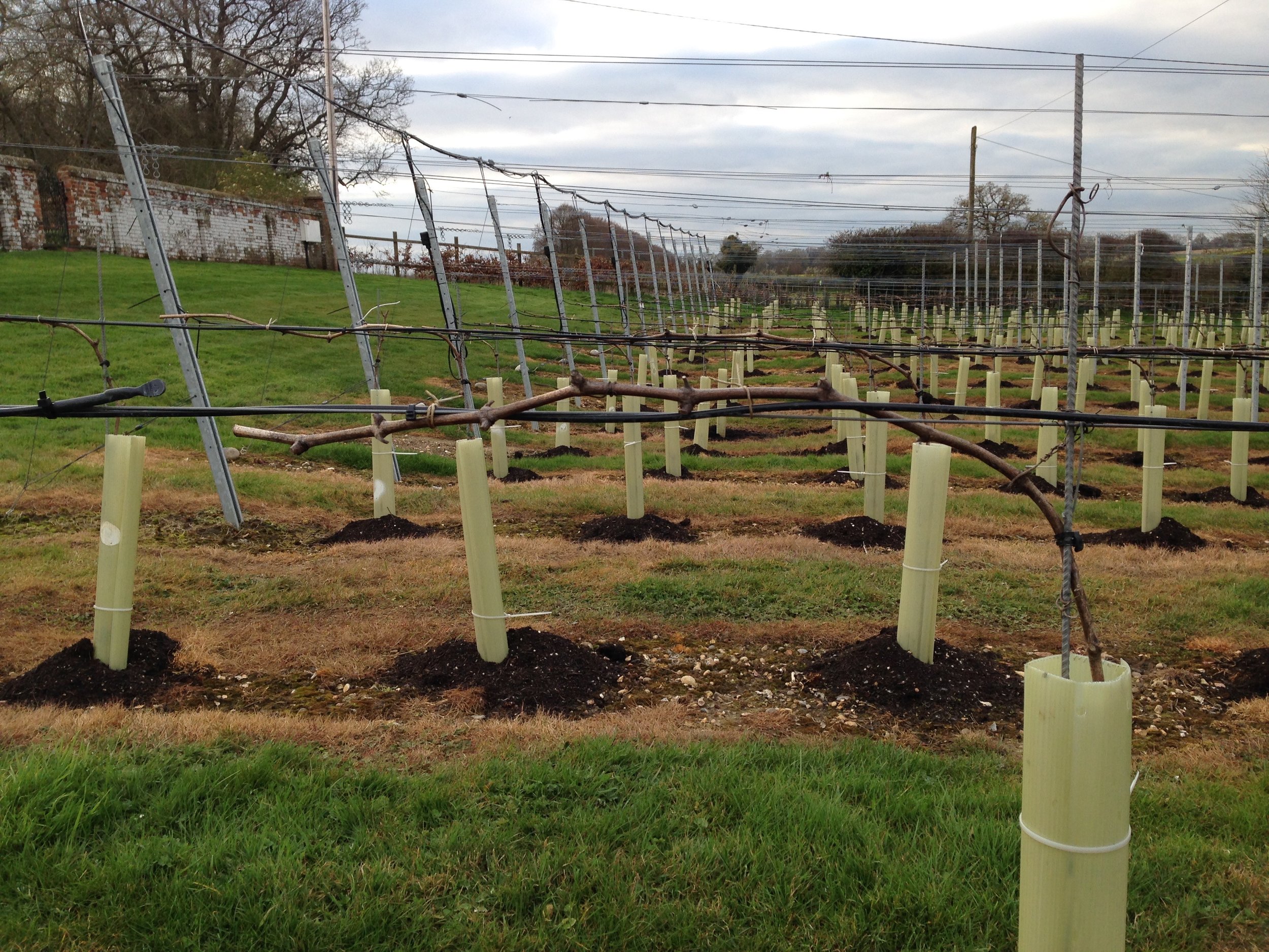 Cane pruned to single guyot system - March