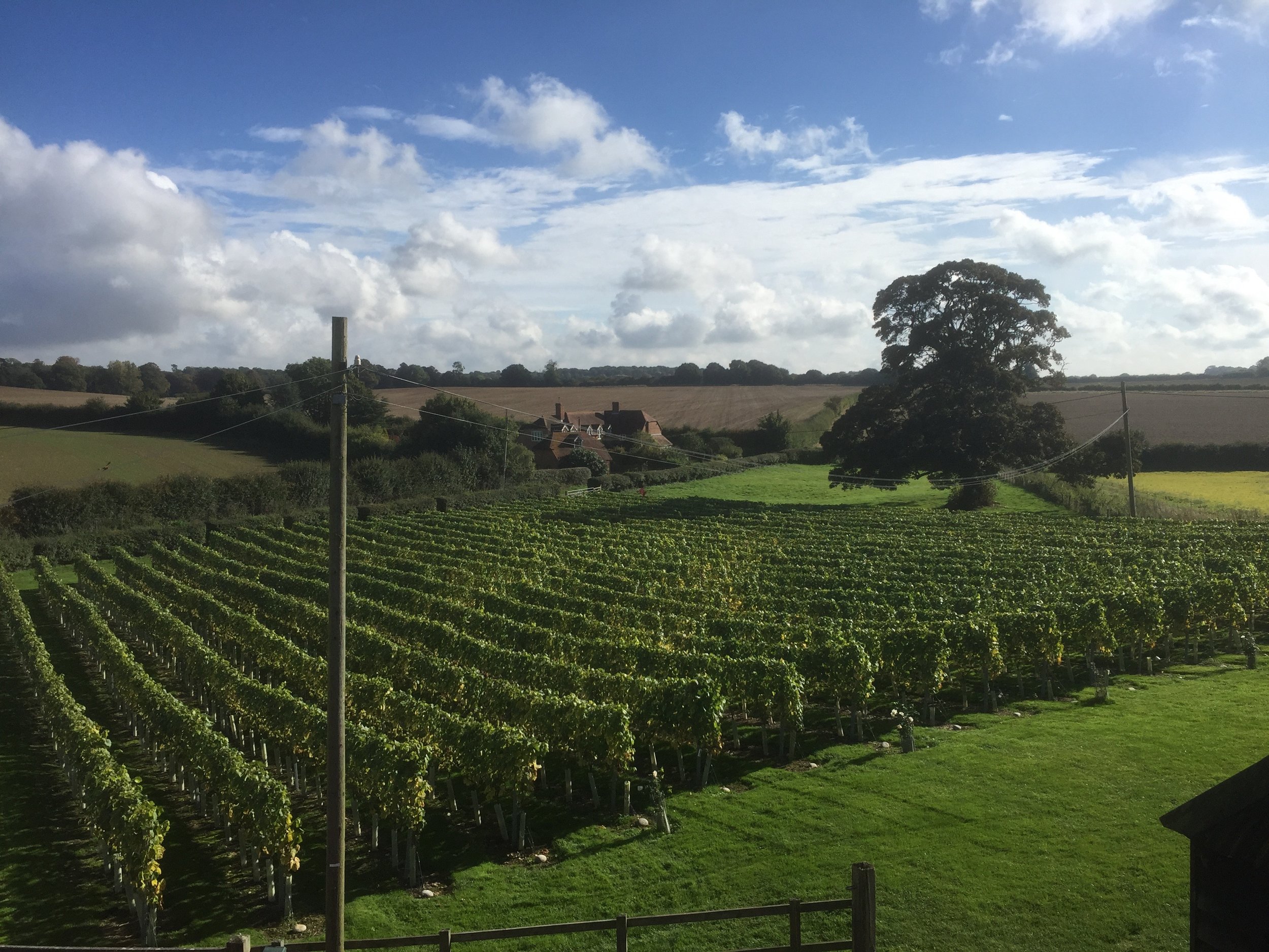 Military lines of chardonnay - September