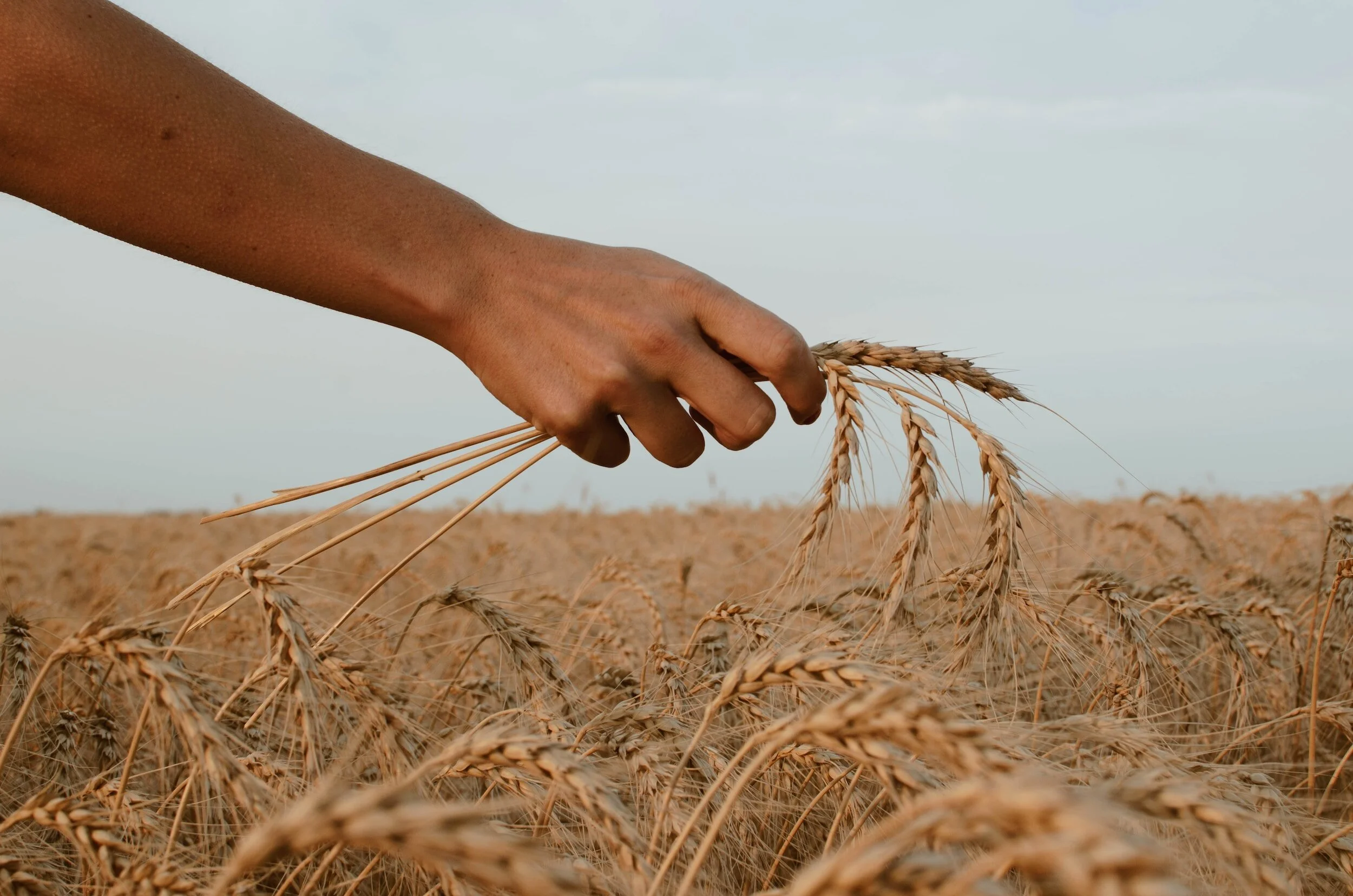 A harvest of righteousness