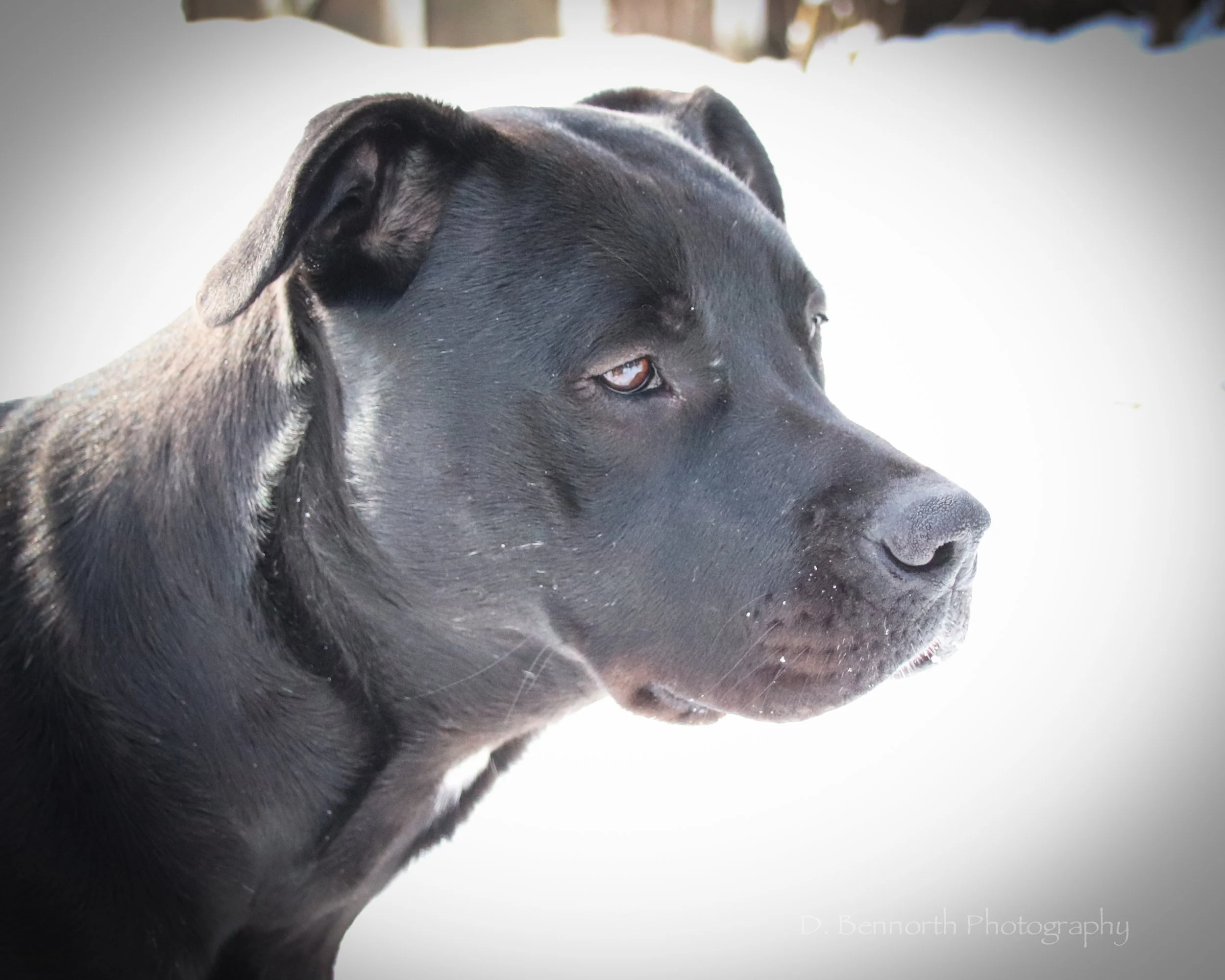 Snow Day AGAIN-4284.jpg