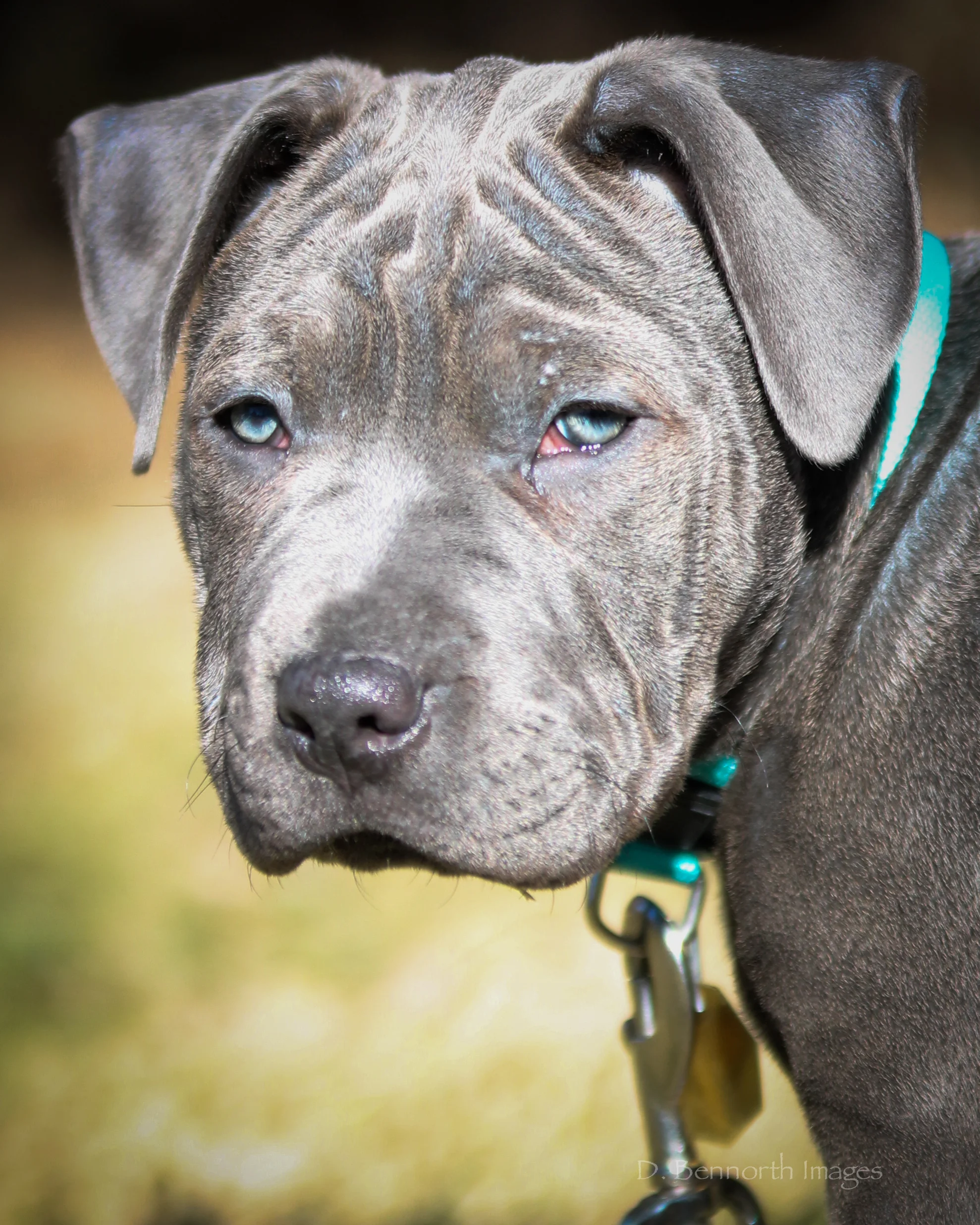 dogs2-IMG_4189- 20170218.jpg