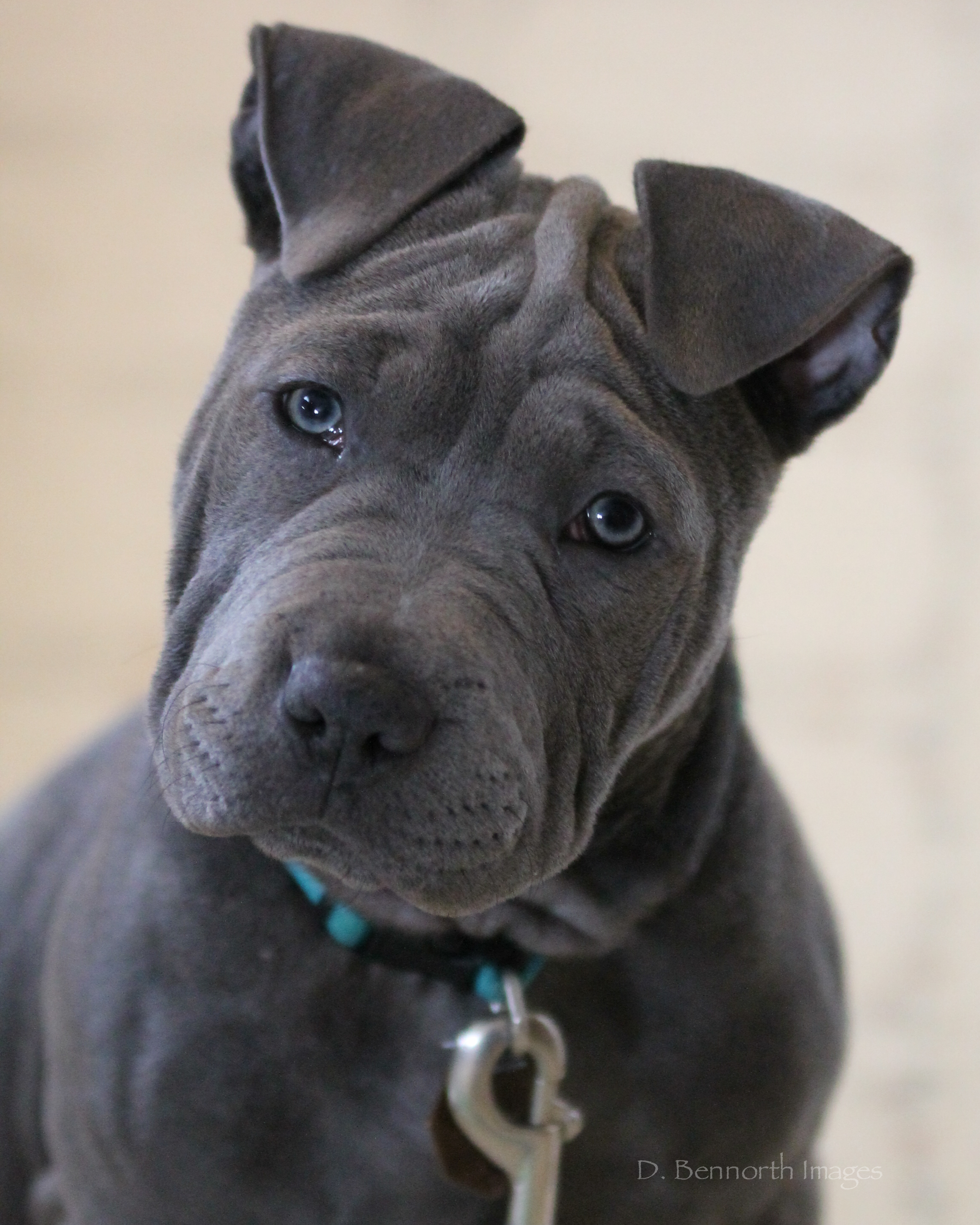 dogs2-IMG_4877- 20170309.jpg