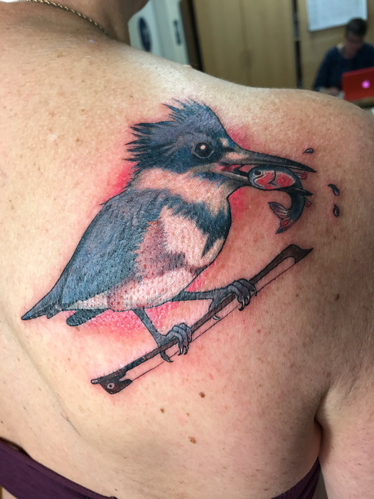 Belted Kingfisher  Pet birds Kingfisher tattoo Kingfisher