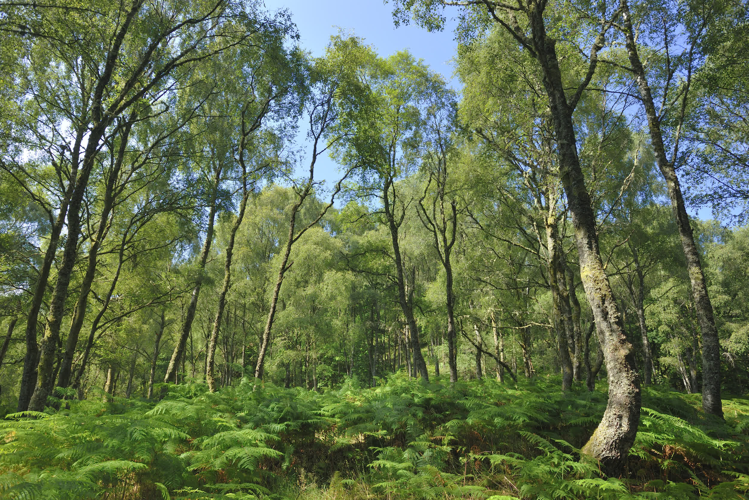 FieldsinFields-Laurie Campbell:WTML_GlenFinglas_2.jpg