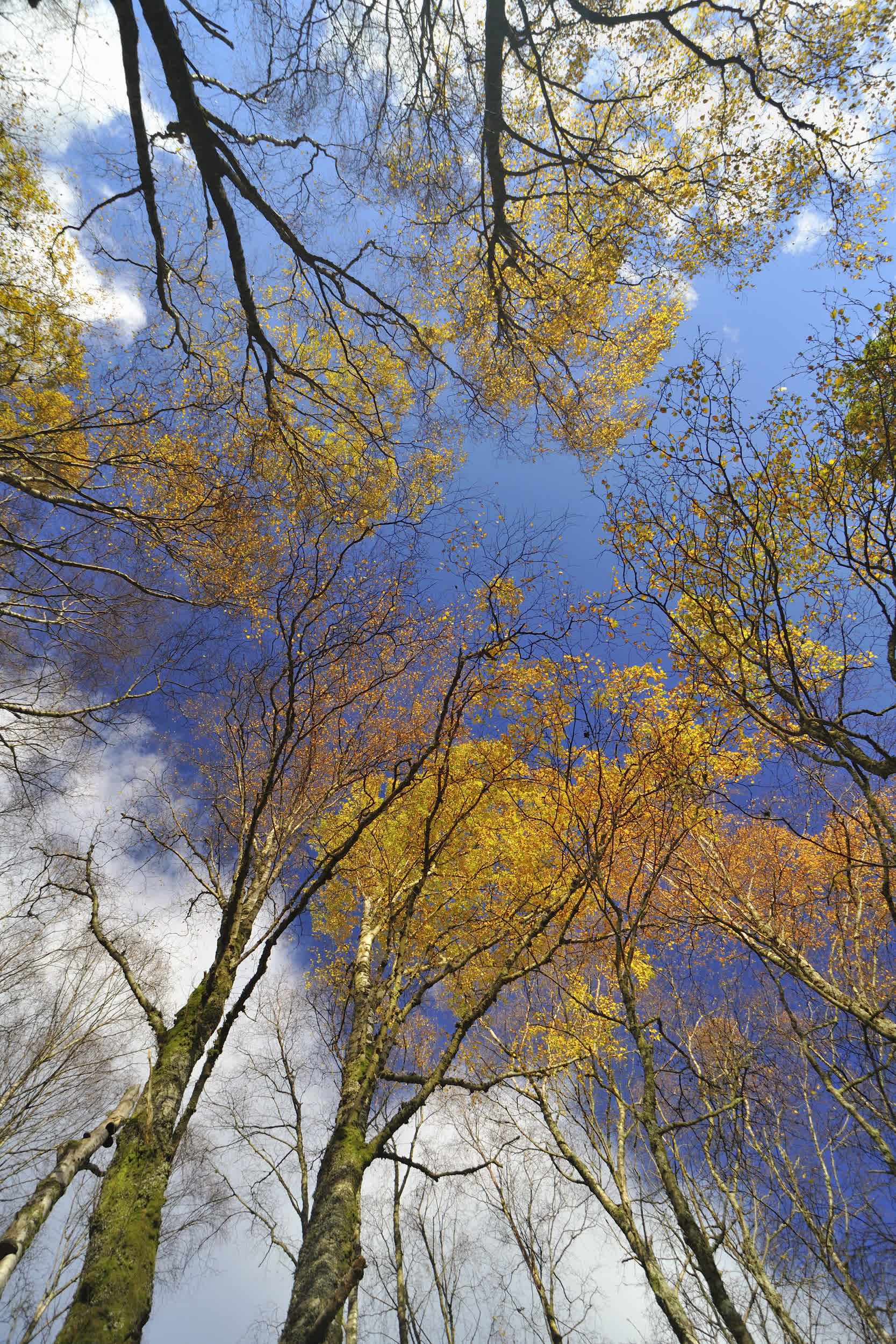 FieldsinFields-Laurie Campbell:WTML_GlenFinglas_4.jpg