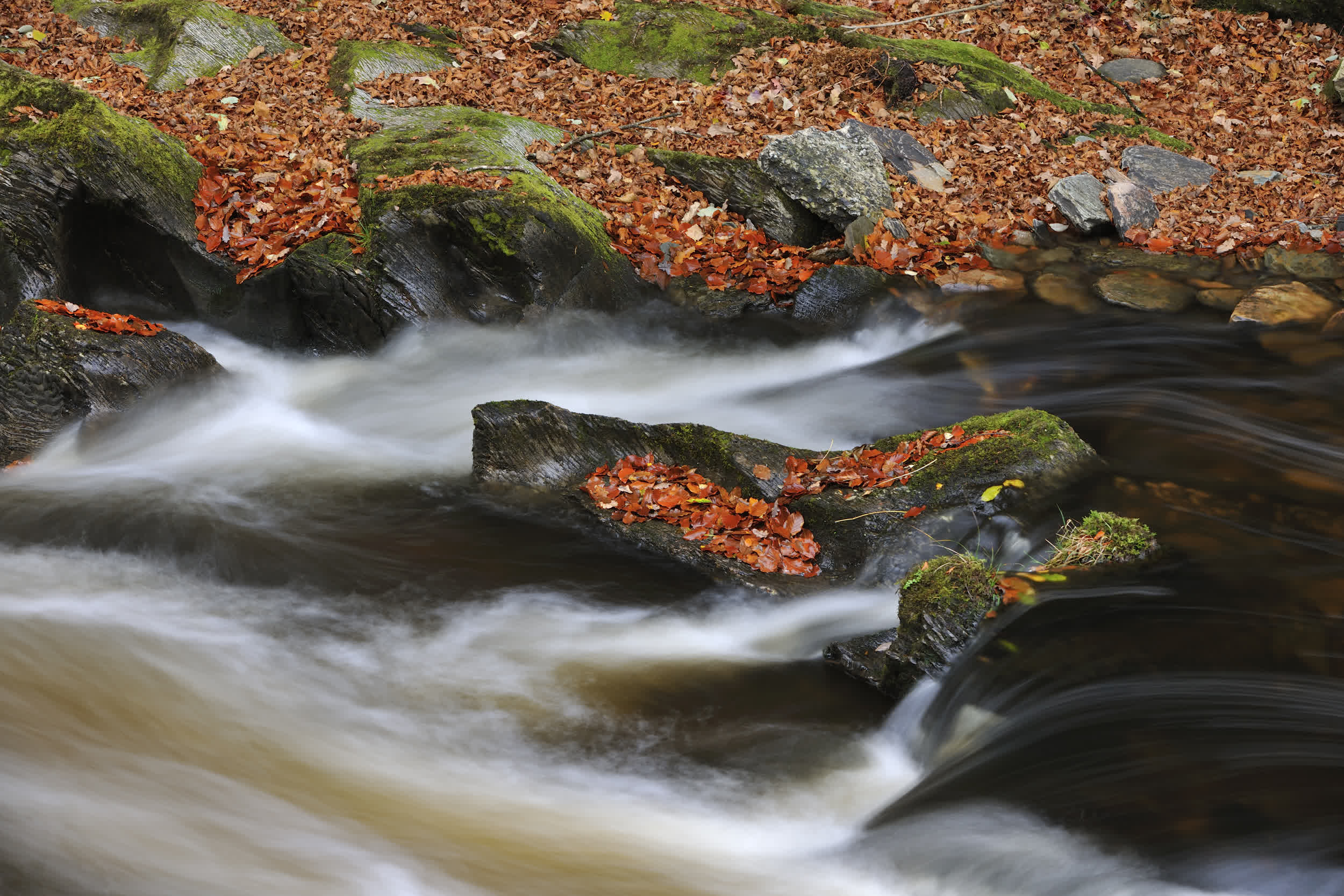 FieldsinFields-Laurie Campbell:WTML_GlenFinglas_5.jpg