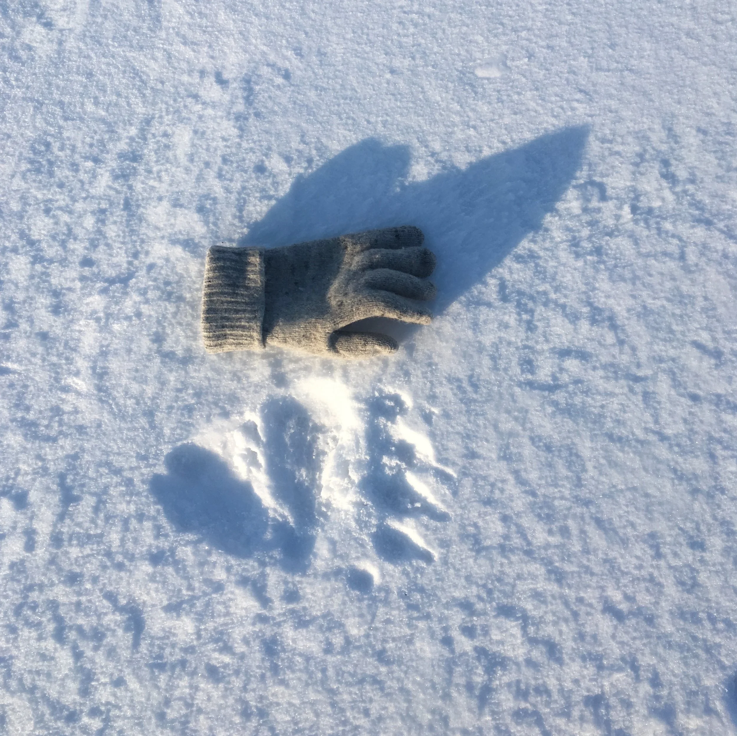 Polar bear print and wool glove on frozen Billefjorden, Svalbard, 2018. Photograph: Dan Richards