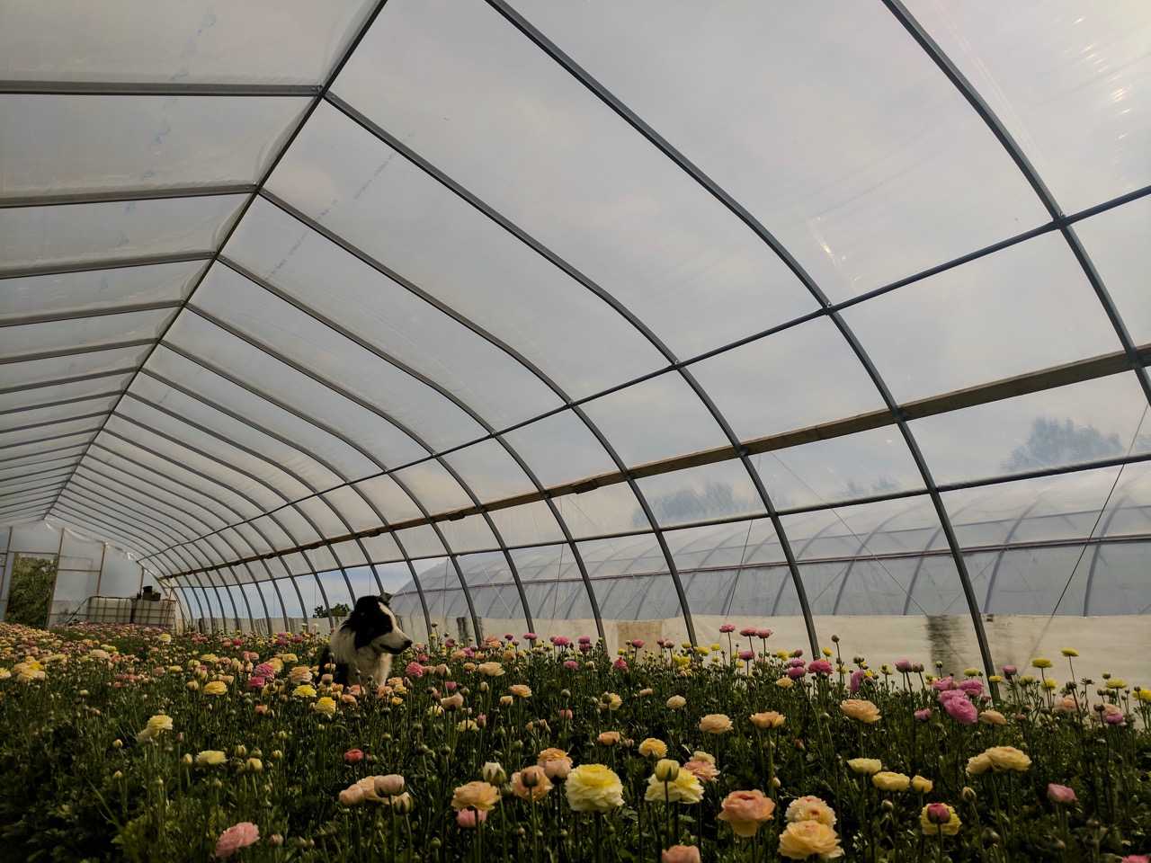 Floramama, Brome-Missisquoi, Quebec. Photo: Stéphane Cocke.