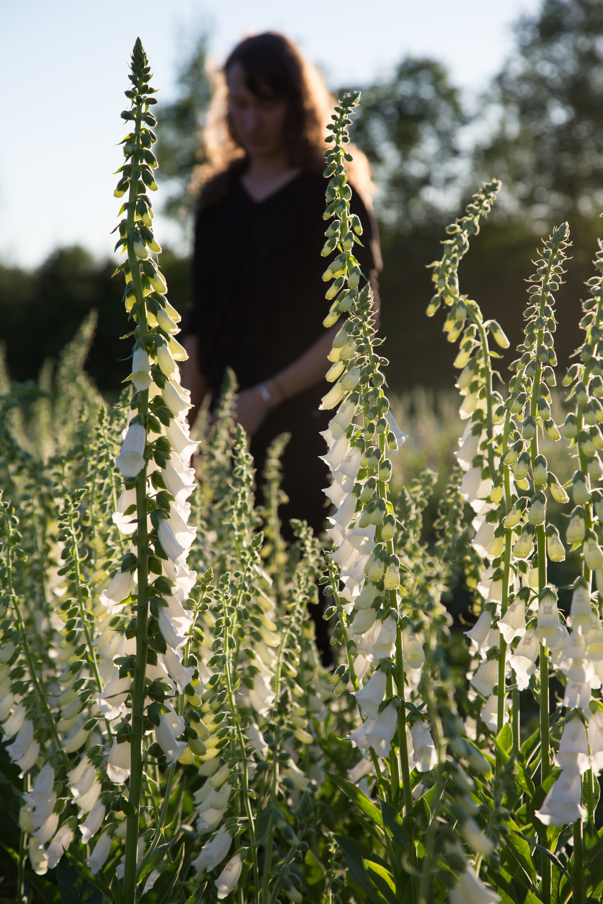 Floramama, Brome-Missisquoi, Quebec. Photo: Stéphane Cocke.