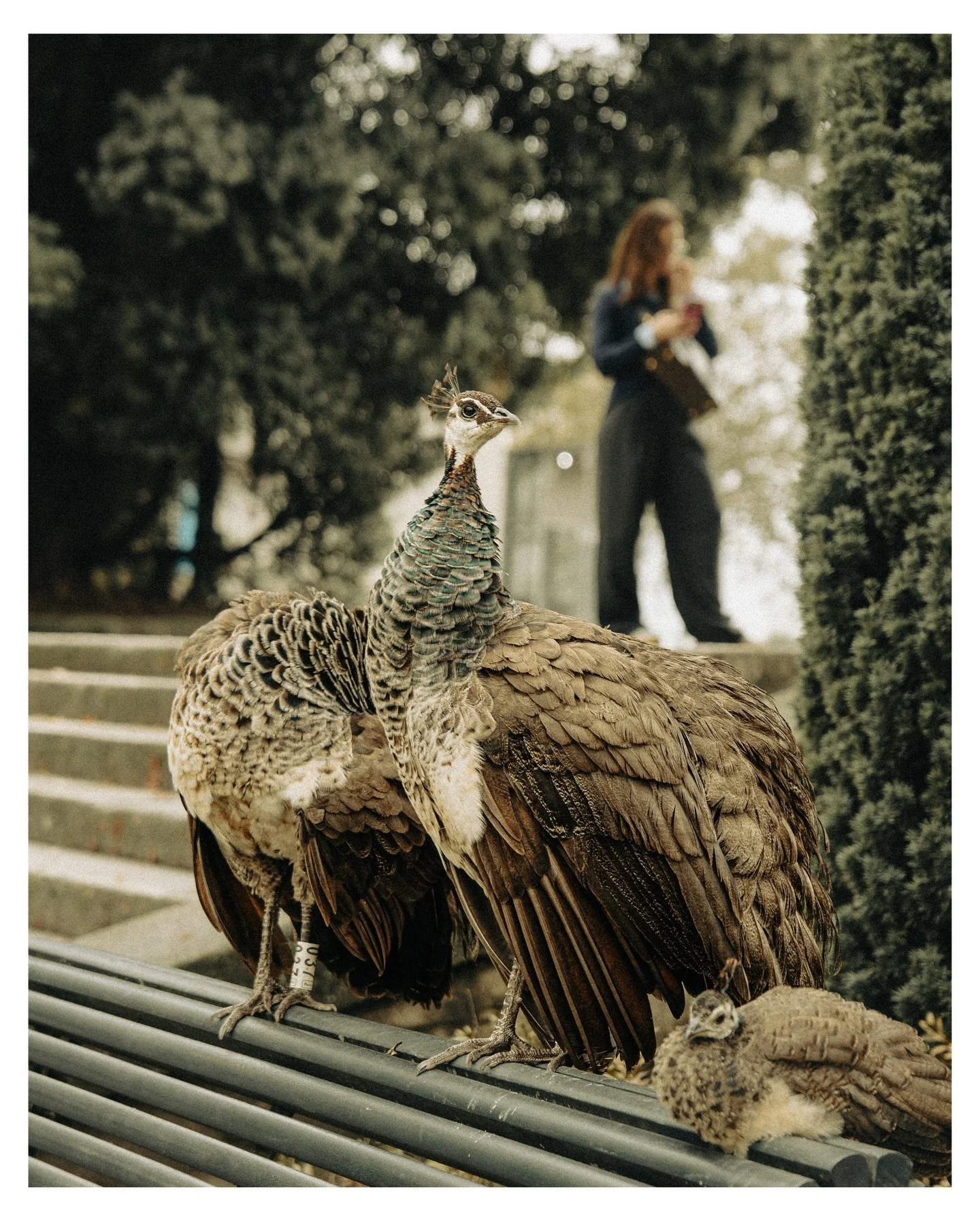 matron.

A gentle force in her domain.

#streetphotography
#wildlifeinthecity
#peacock
#urbanwildlife
#quietmoments