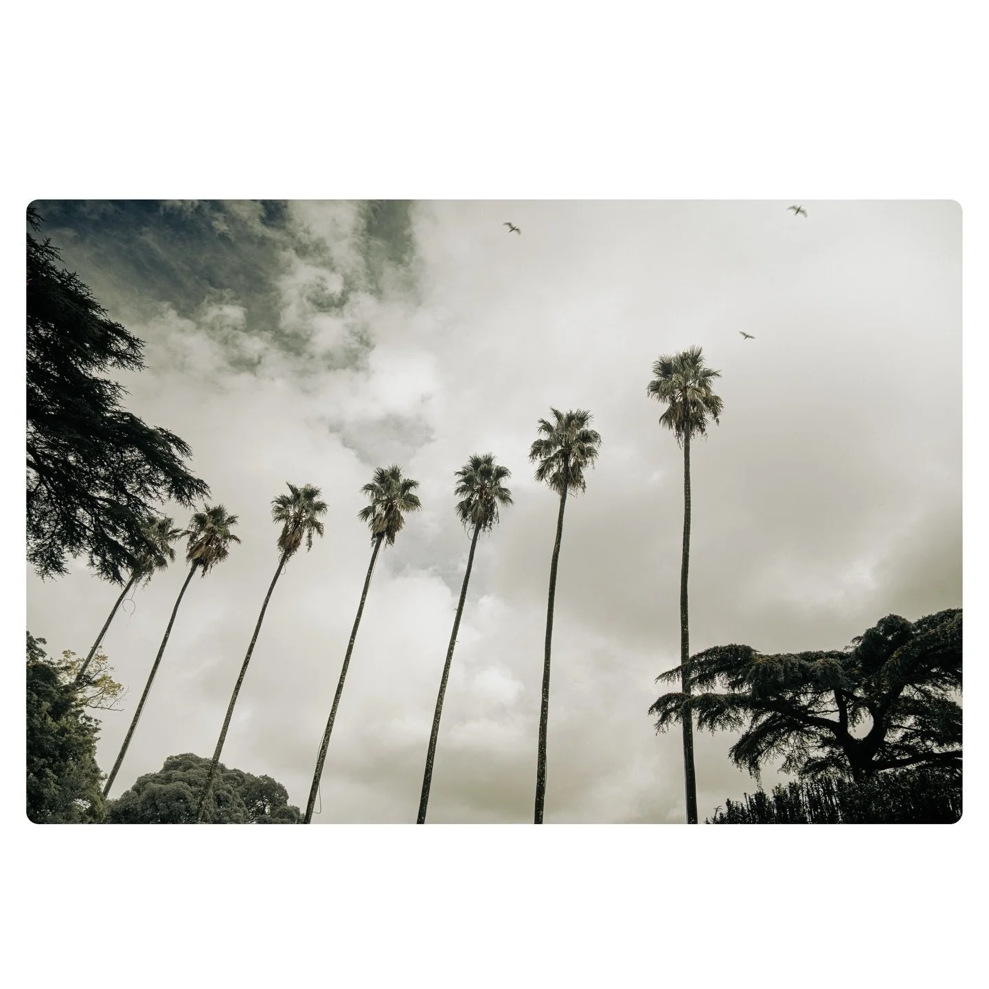 palm procession.

with the wind, who follows them.

#palmtrees 
#minimalmood 
#abstractnature 
#linesandshapes
#quietframes