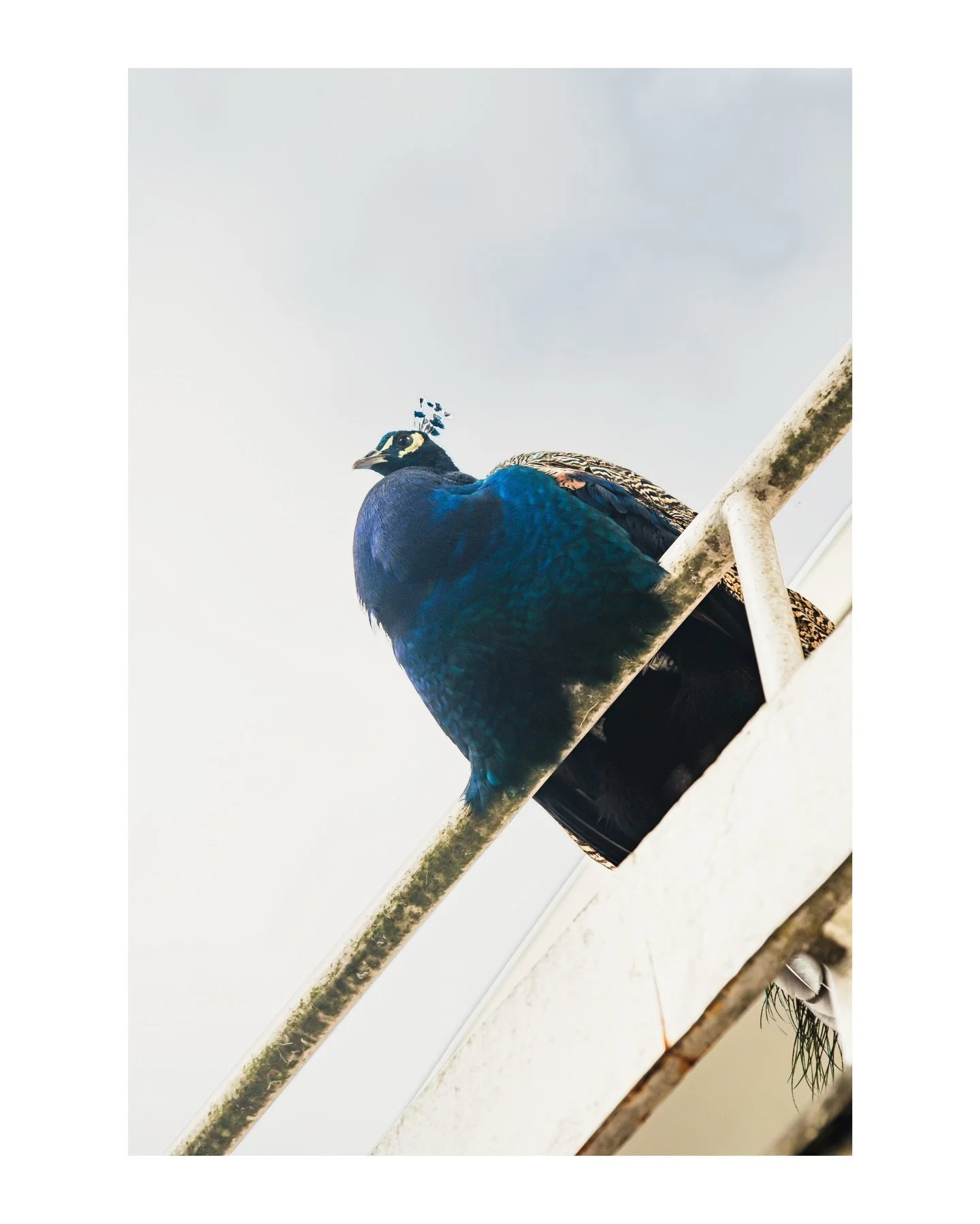 above all.

#visualdiary
#streetphotography
#moodytones
#minimalframe
#atmospheric