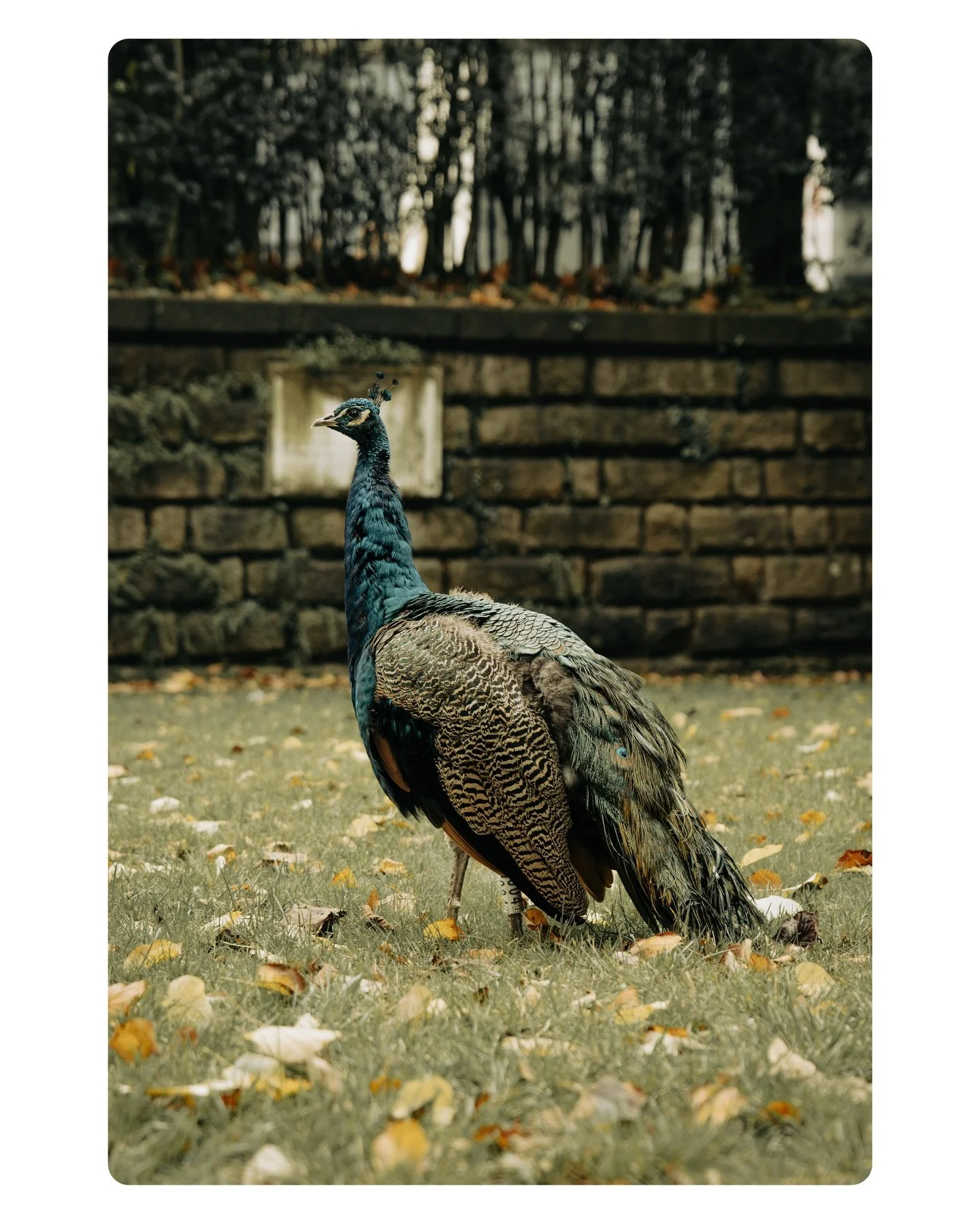 shapeshifter.

lives within in the realm between.

#peacock
#urbanwildlife
#autumnlight
#moodytones
#wildlifeportrait