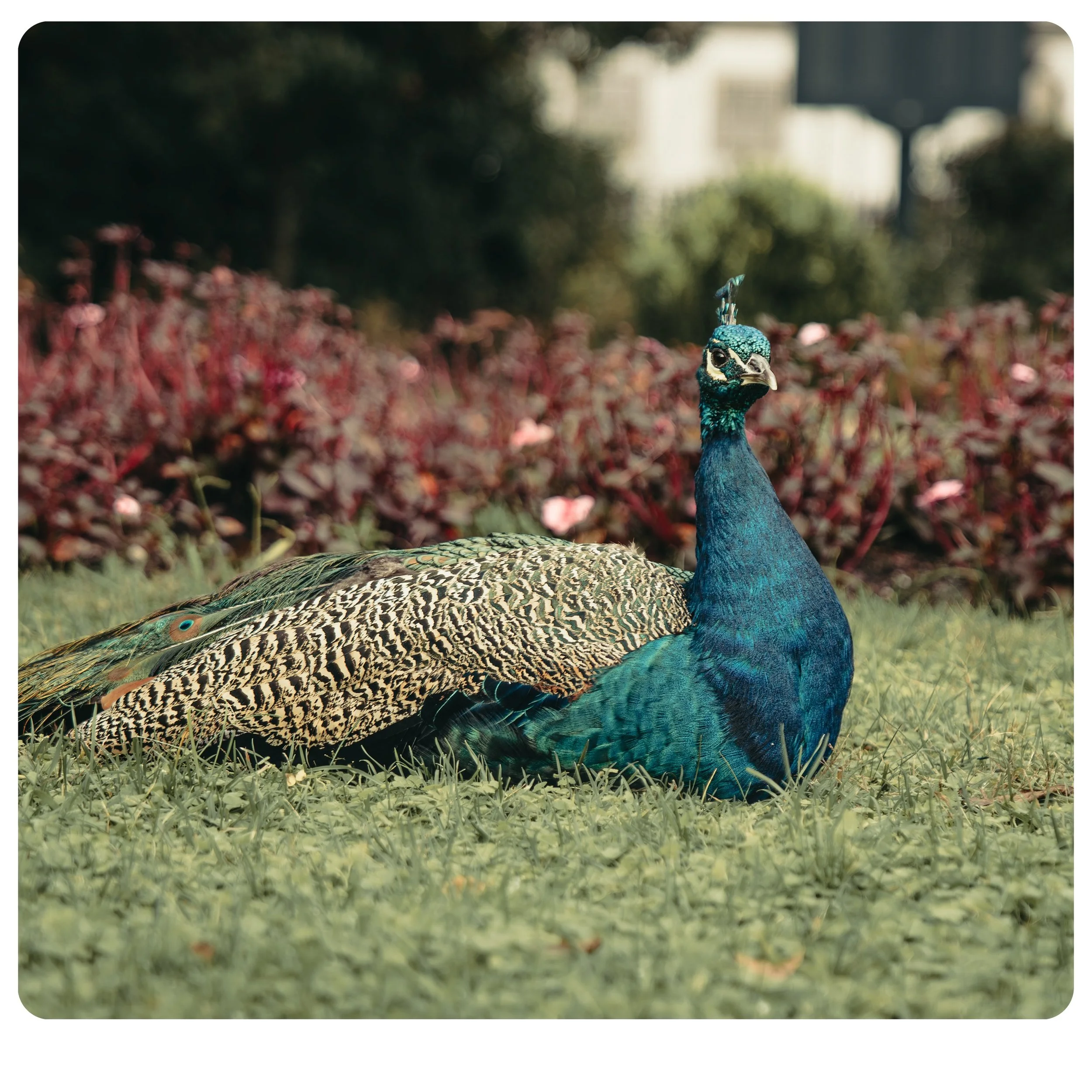 contemplation.

still, but never idle.

#peacock
#streetphotography
#visualdiary
#moodytones
#natureinframe