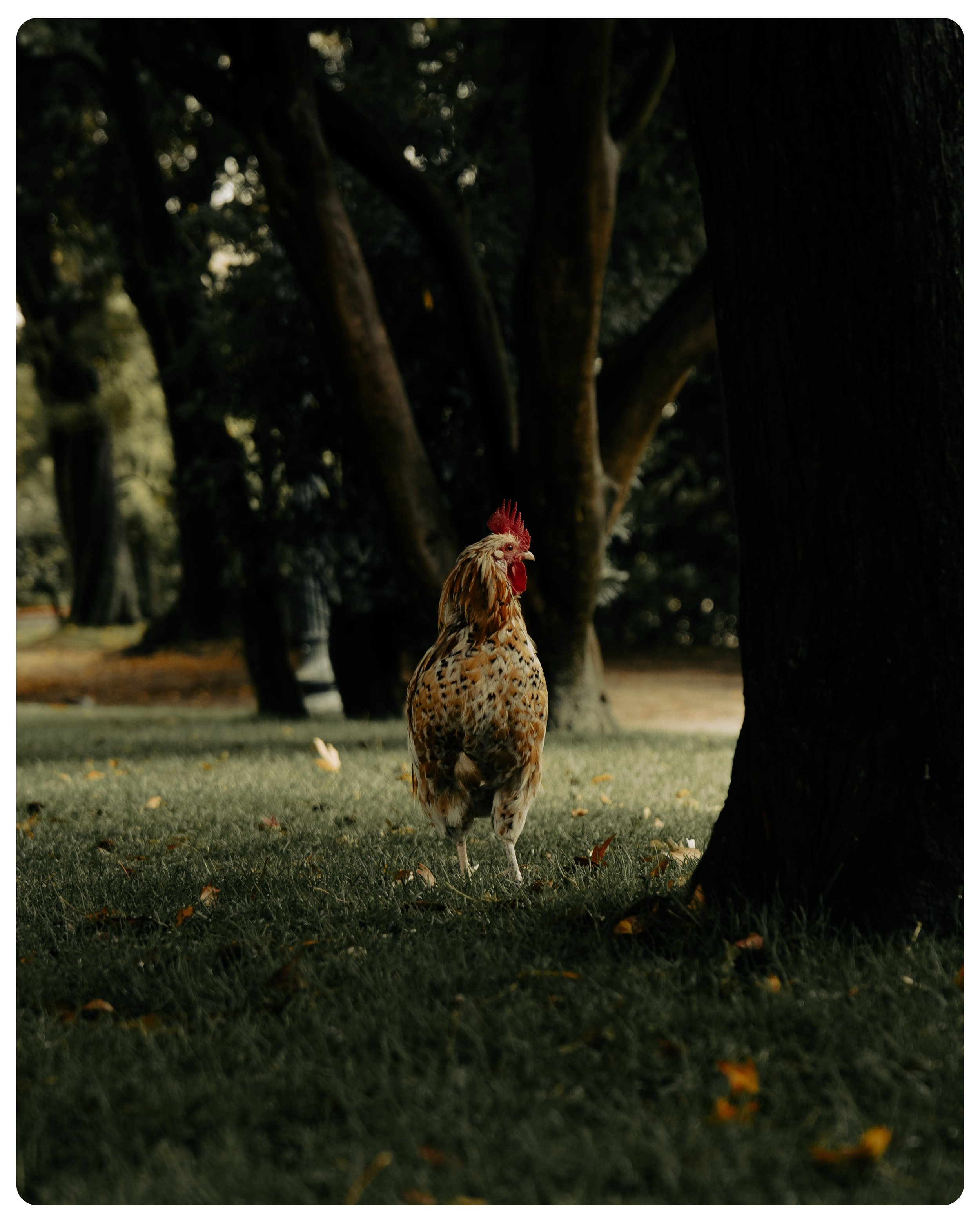 The Watchman

The kind of presence that makes a place feel older than it is.

#porto
#streetphotography
#moodygrams
#animalphotography
#cinematicphotography