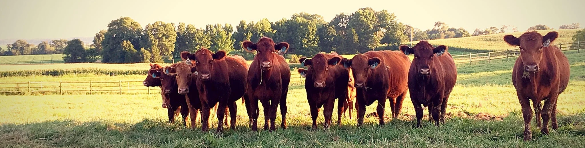 Contact — Heartland Beef Farm