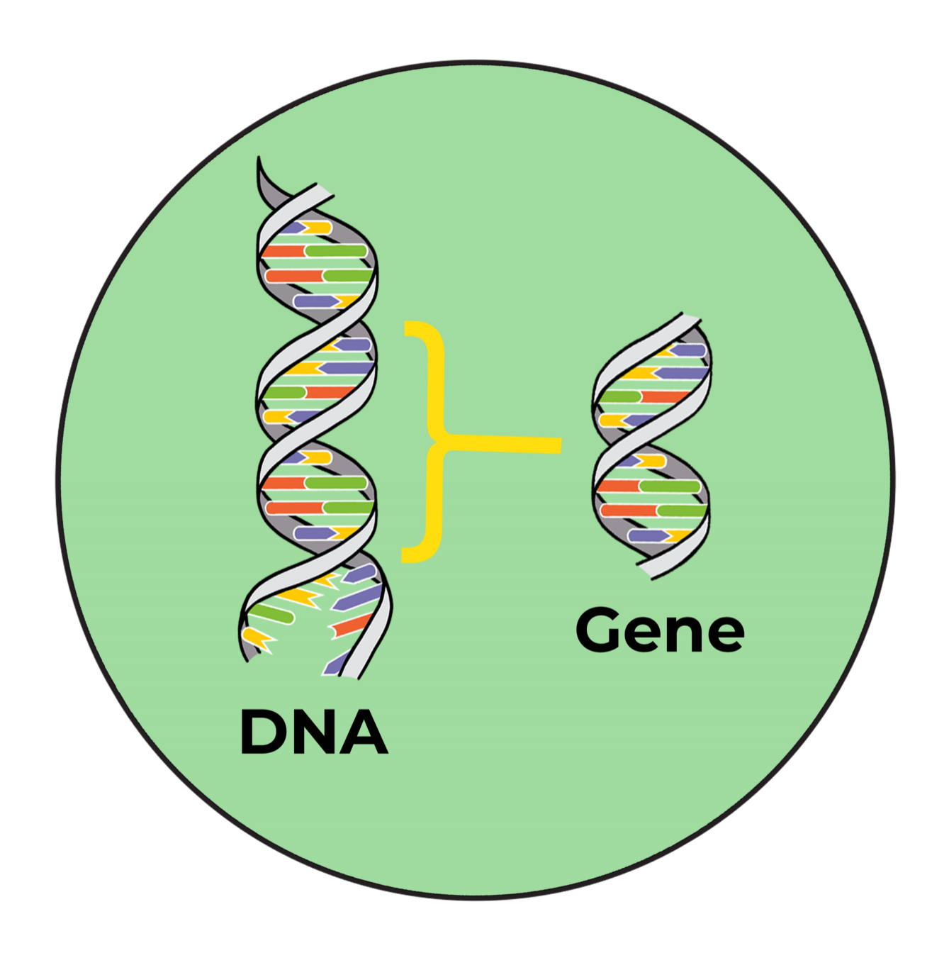 DNA and gene.png