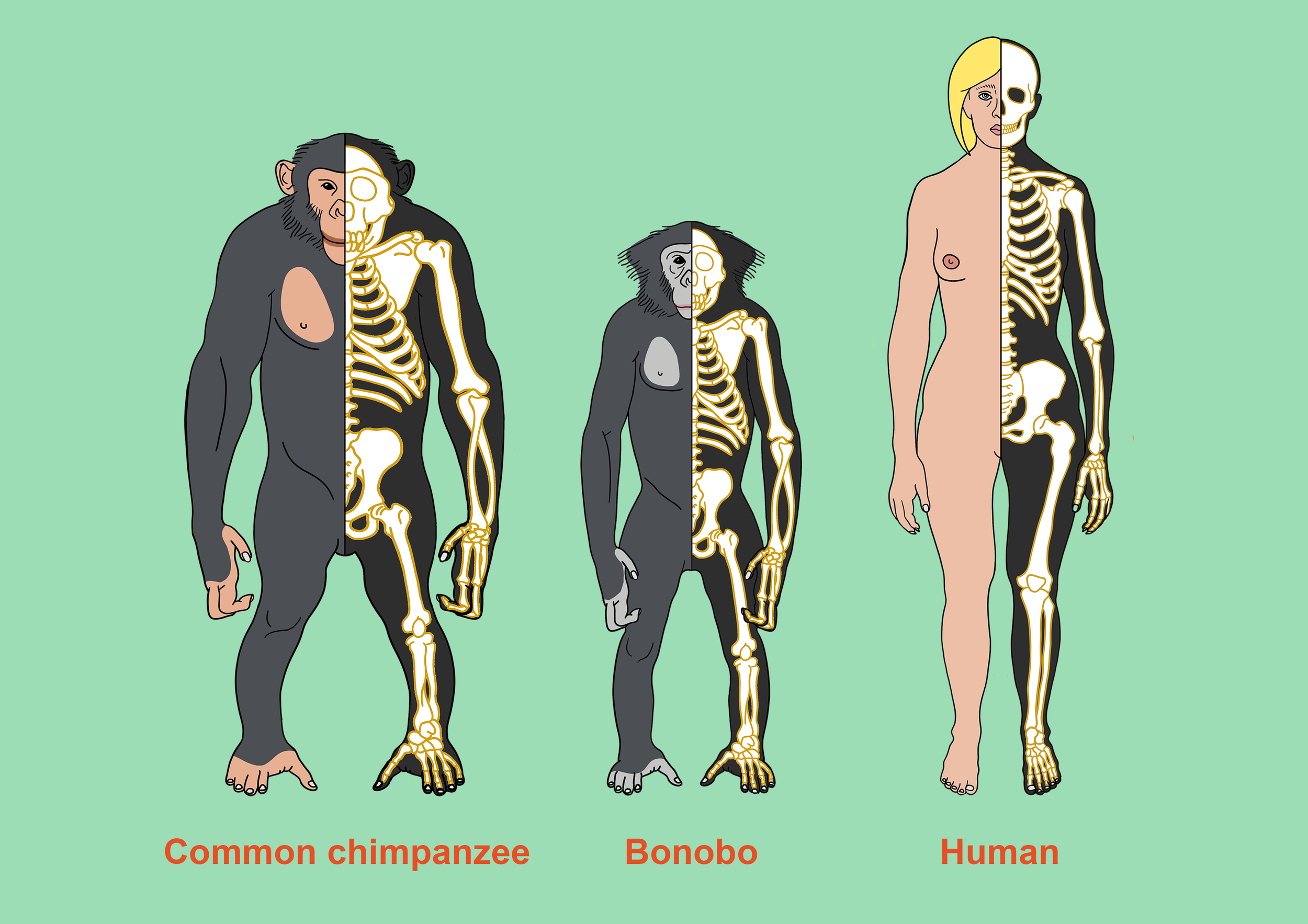 Chimp bonobo human standalone.png