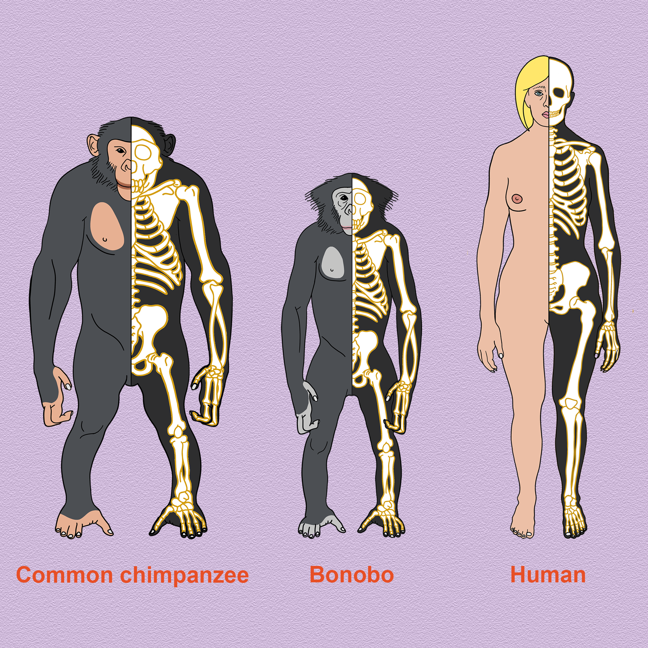Chimp bonobo human standalone square.png