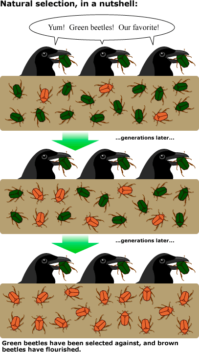 Image by Understanding Evolution